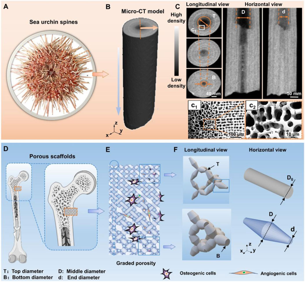 Diagram illustrating sea urchin spines and their application in porous scaffold models. Panel A shows sea urchin spines. Panel B presents a micro-CT model with density scale. Panel C provides longitudinal and horizontal views with detailed cellular structure. Panels D to F depict porous scaffolds transitioning to graded porosity, demonstrating the correlation between structural features and potential applications in biological scaffolds, highlighting osteogenic and angiogenic cell interactions.