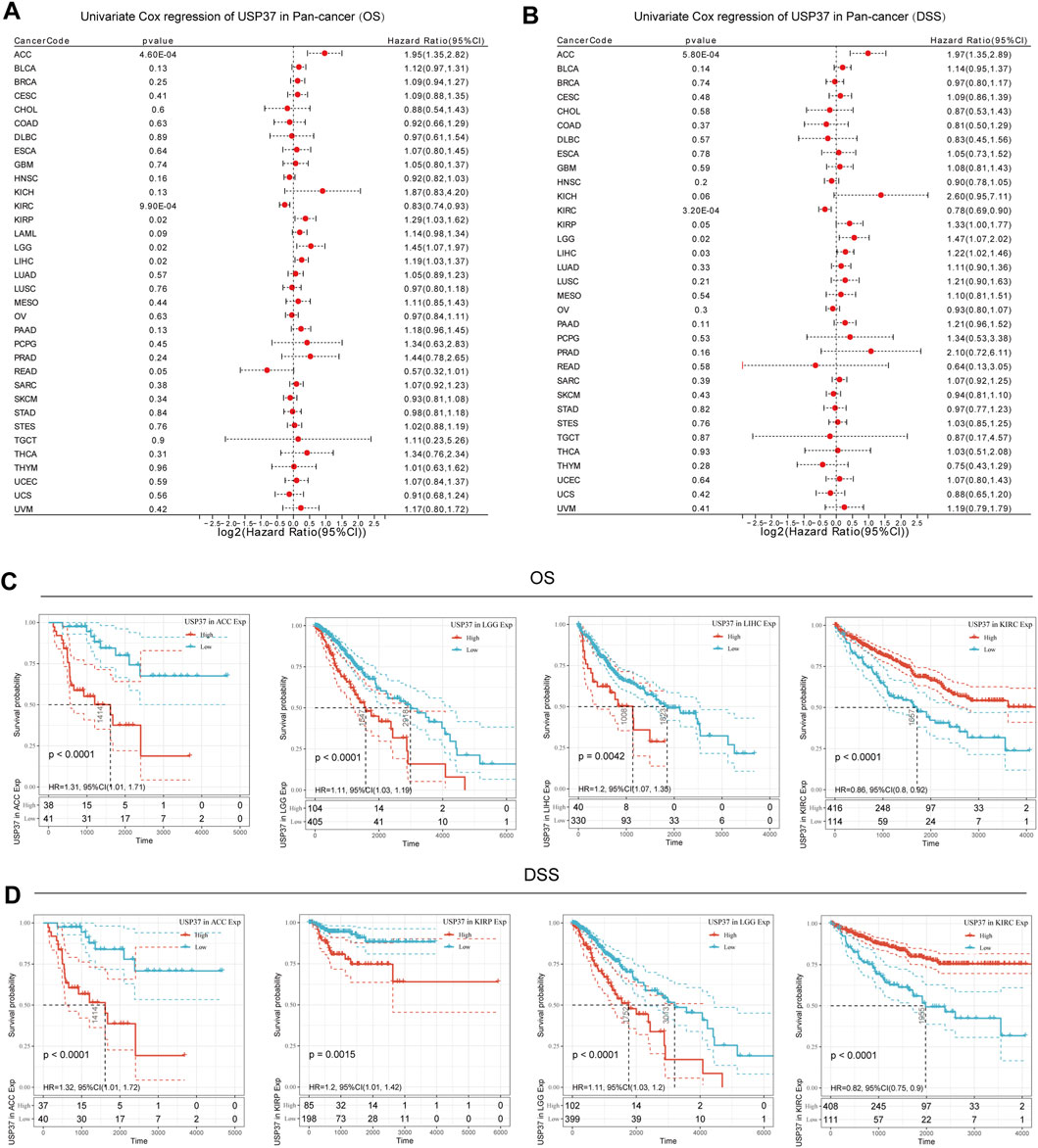 Forest plots and Kaplan-Meier survival curves analyze the impact of USP37 expression on cancer outcomes. Panels A and B present univariate Cox regression analyses for overall survival (OS) and disease-specific survival (DSS) across various cancers, showing hazard ratios and p-values. Panels C and D display survival probability curves for OS and DSS, comparing high and low USP37 expression groups in different cancer types, with p-values and hazard ratios noted.