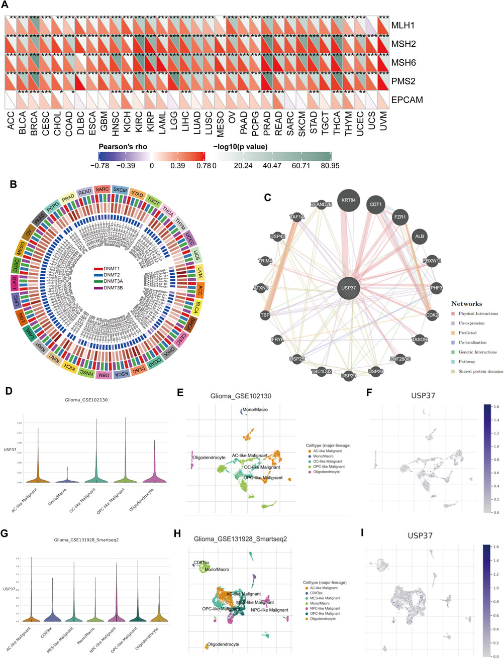 A series of diagrams and charts related to gene expression and interactions. Panel A displays a heatmap of Pearson’s correlation for various genes across cancer types. Panel B is a circular diagram showing gene expression patterns for DNMT family genes. Panel C illustrates a network graph of USP37 interactions differentiated by interaction type. Panels D and G are violin plots depicting USP37 expression levels in various glioma cell types across two datasets. Panels E and H visualize cell type distributions in glioma datasets. Panels F and I depict spatial gene expression patterns for USP37 using color gradients.