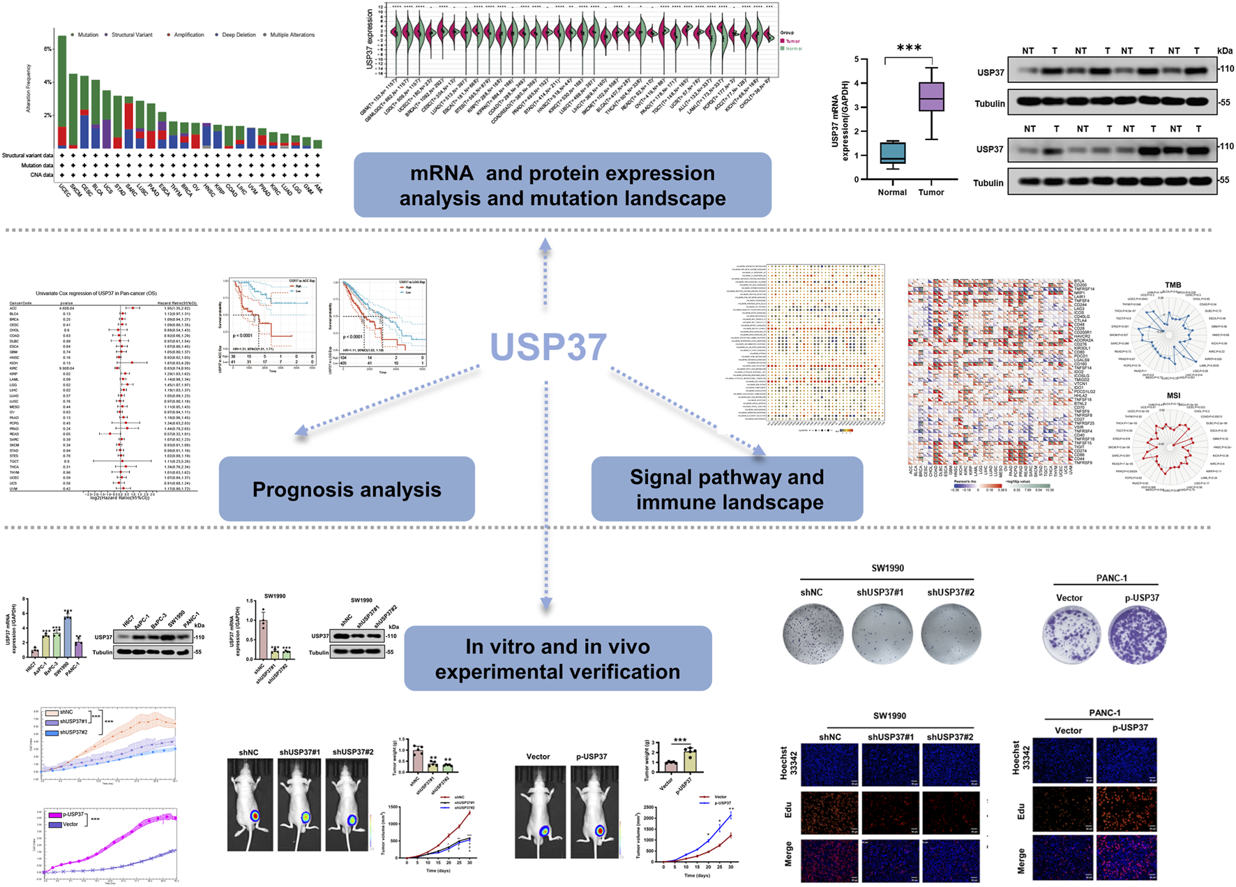 Comprehensive infographic summarizing USP37 research, including analysis of mRNA and protein expression, mutation landscapes, prognosis, and signal pathways. Features bar charts, violin plots, boxplots, Western blots, survival curves, heatmaps, and experimental validation images. Data reflects normal versus tumor conditions and the effects of USP37 knockdowns and overexpression on cancer cell lines, highlighting tumor growth and immune landscape differences. Diagrams present clustering, expression changes, and treatment impacts, emphasizing USP37's role in various biological processes.