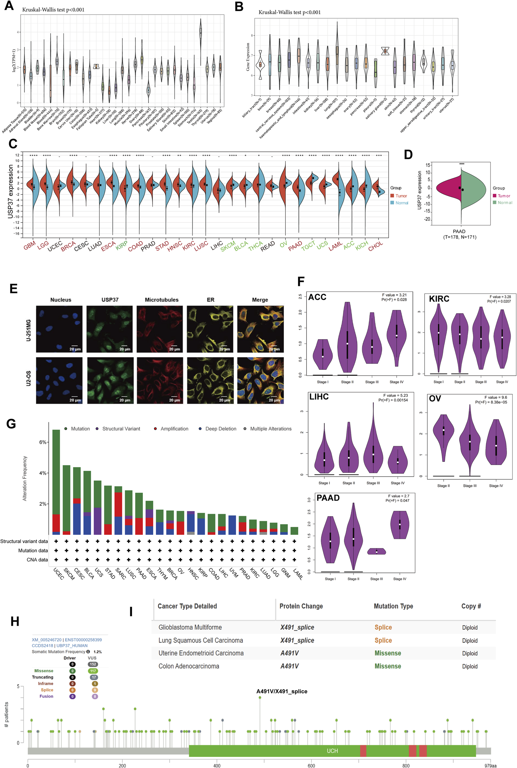 The image contains multiple panels of scientific data visualizations. Panel A and B: Violin plots showing statistical data comparisons. Panel C: Violin plot of USP37 expression across different cancer types. Panel D: Split violin plot depicting USP37 expression in tumor versus normal groups for PAAD. Panel E: Fluorescent microscopy images of two cell lines showing USP37 localization. Panel F: Violin plots of ACC, KIRC, LIHC, OV, and PAAD highlighting expression across cancer stages. Panel G: Bar graph of mutation frequency and types across various cancers. Panel H and I: Information on specific mutations in different cancer types, including somatic mutations and protein changes.