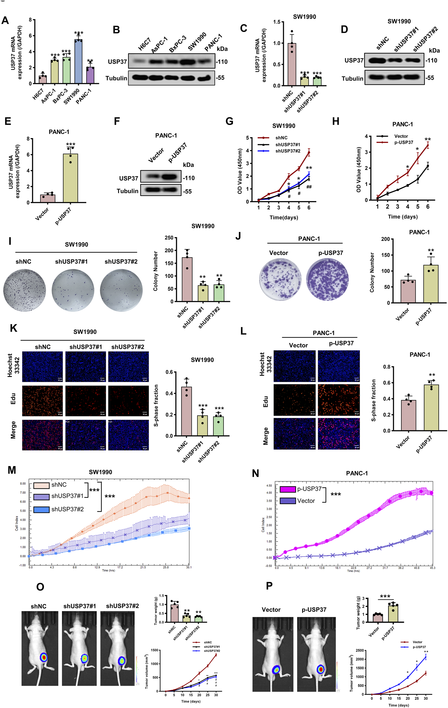 A multi-panel figure depicting various experiments related to USP37 expression and its impact on cell growth and tumorigenesis in SW1990 and PANC-1 cells. Panels show mRNA and protein expression levels, cell growth curves, colony formation assays, EdU incorporation indicating S-phase fraction, in vivo tumor growth in mice models, and statistical analyses. Each panel includes control and experimental groups with bar graphs or line charts, highlighting differences in USP37 manipulation effects.