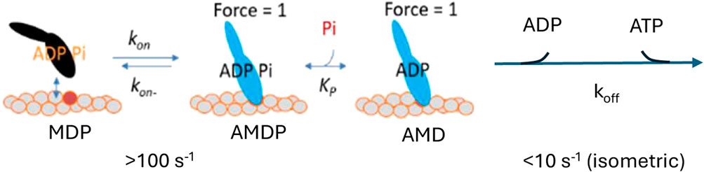 Diagram illustrating molecular interactions and transitions. It shows three states labeled MDP, AMDP, and AMD, with ADP and inorganic phosphate (Pi) transitions. Force is equal to one in AMDP state. Reaction rates \(k_{on}\), \(k_{on-}\), \(k_{p}\), and \(k_{off}\) are indicated, with specific transitions from ADP to ATP and a rate greater than one hundred per second for the MDP to the AMDP transition, and less than ten per second for the AMD to the MDP transition in isometric conditions.