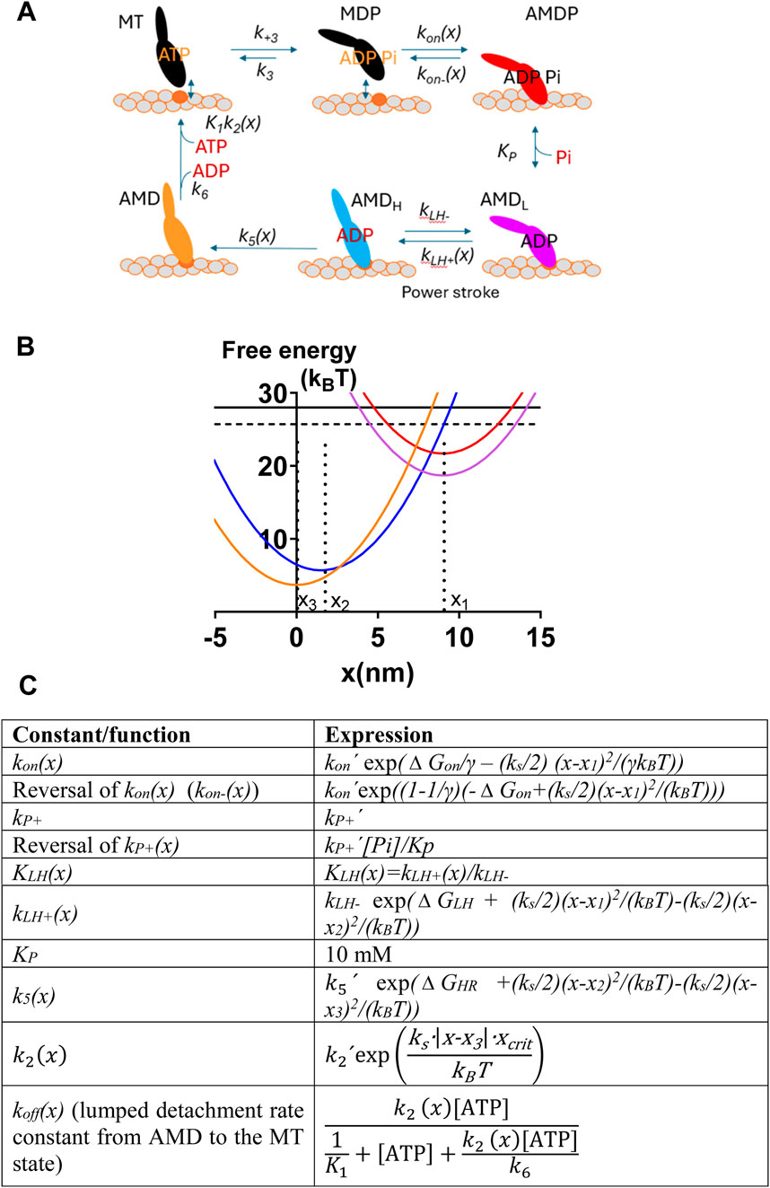 Diagram detailing a molecular motor mechanism through three panels: Panel A shows the mechanochemical cycle with states involving ATP, ADP, and Pi; Panel B displays a graph of free energy against position with free energy minima, labeled with \(x_1\), \(x_2\), \(x_3\), in different colors; Panel C presents a table of constants and their mathematical expressions related to molecular binding, energy, and detachment.