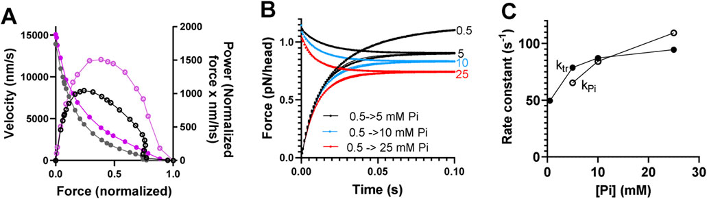Panel A shows a graph of velocity versus normalized force with data points indicating a decrease in velocity as force increases. Panel B presents force per head over time for different concentrations of phosphate, showing varied force responses. Panel C is a plot of rate constant against phosphate concentration, illustrating similar relationships for k_tr and k_Pi, with both increasing as phosphate concentration rises.