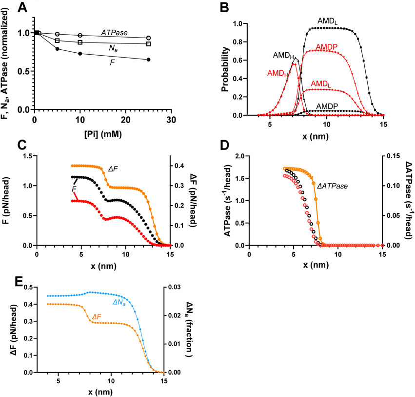 Five graphs labeled A to E showing various relationships in scientific data:A. Line graph showing the effect of phosphate concentration on F, Na, and ATPase, with a decreasing trend for F. B. Probability distributions for cross-bridge states across a range of x values depicted in red and black lines.C. Graph of F and ΔF against x, showing different responses with red, black, and orange lines.D. Plot of ATPase activity and ΔATPase against x, showing significant activity changes in only one component. E. Graph showing ΔF and ΔNa against x, illustrating changes in fractions with orange and blue lines.
