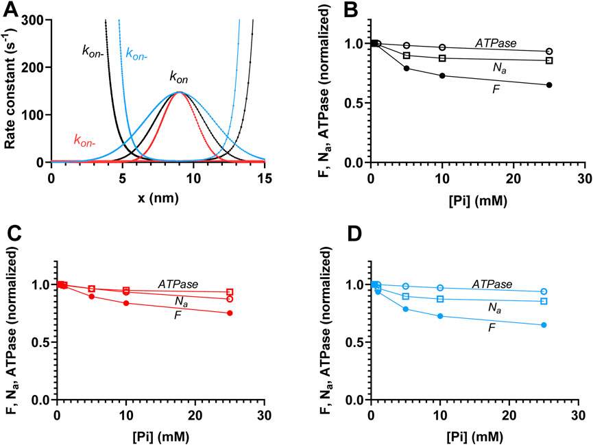 Graphical analysis showing four plots labeled A, B, C, and D. Plot A shows rate constants (k_on, k_on-, k_on+, k_on-) against x (nm), with curves in black, red, and blue. Plots B, C, and D display normalized ATPase activity, F, and N_a against varying concentrations of Pi (mM), depicted with different colors and symbols: black for plot B, red for plot C, and blue for plot D.