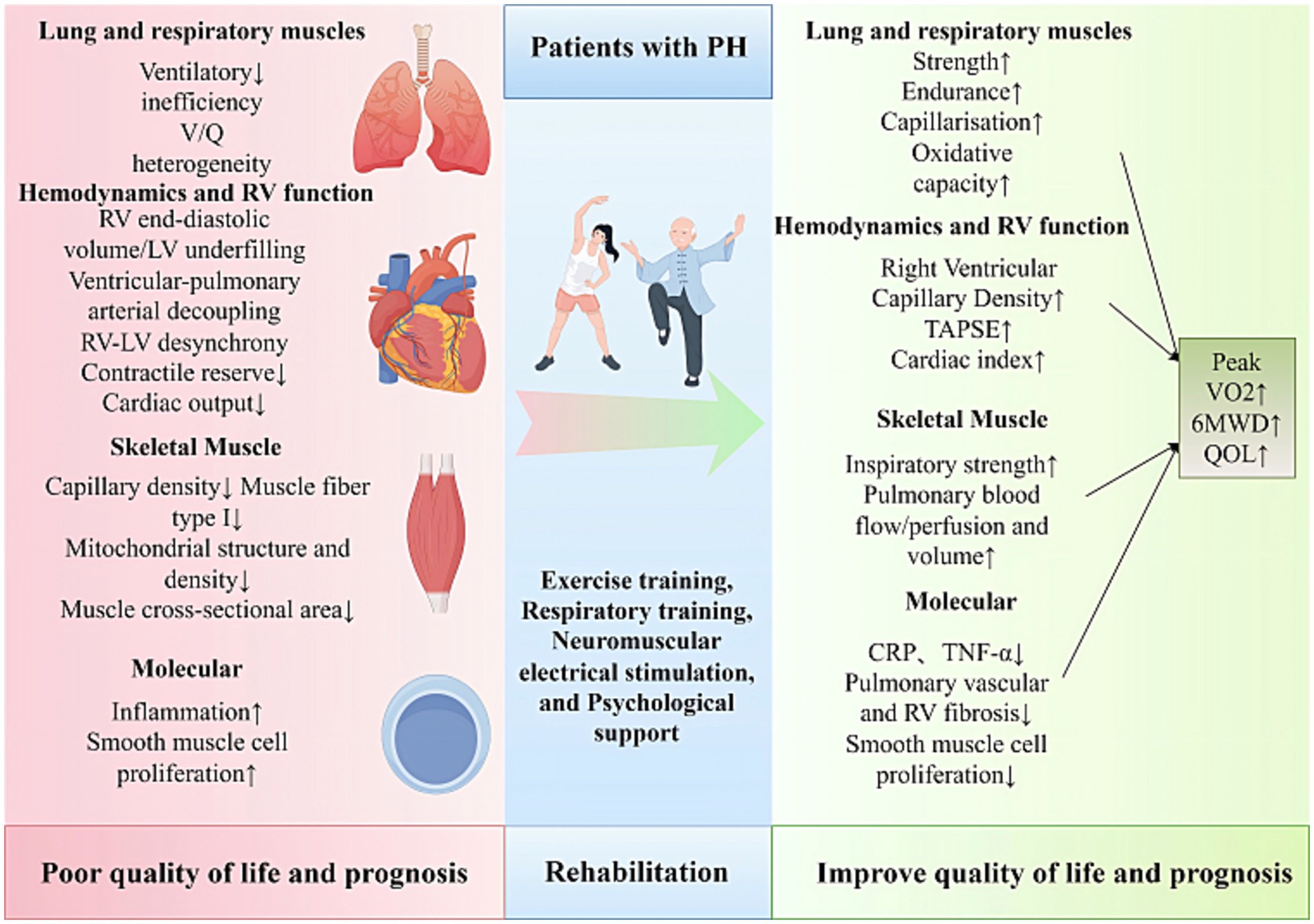 Diagram showing the impact of exercise training, respiratory training, neuromuscular electrical stimulation, and psychological support on patients with pulmonary hypertension (PH). The left panel details PH-related impairments: reduced lung efficiency, hemodynamics, cardiac output, muscle capacity, and increased inflammation. The right panel shows improvements post-rehabilitation: enhanced lung strength, cardiac function, muscle strength, reduced inflammation, and better quality of life, measured by increased VO2, 6MWD, and QOL. Central graphic depicts two figures exercising, symbolizing rehabilitation.