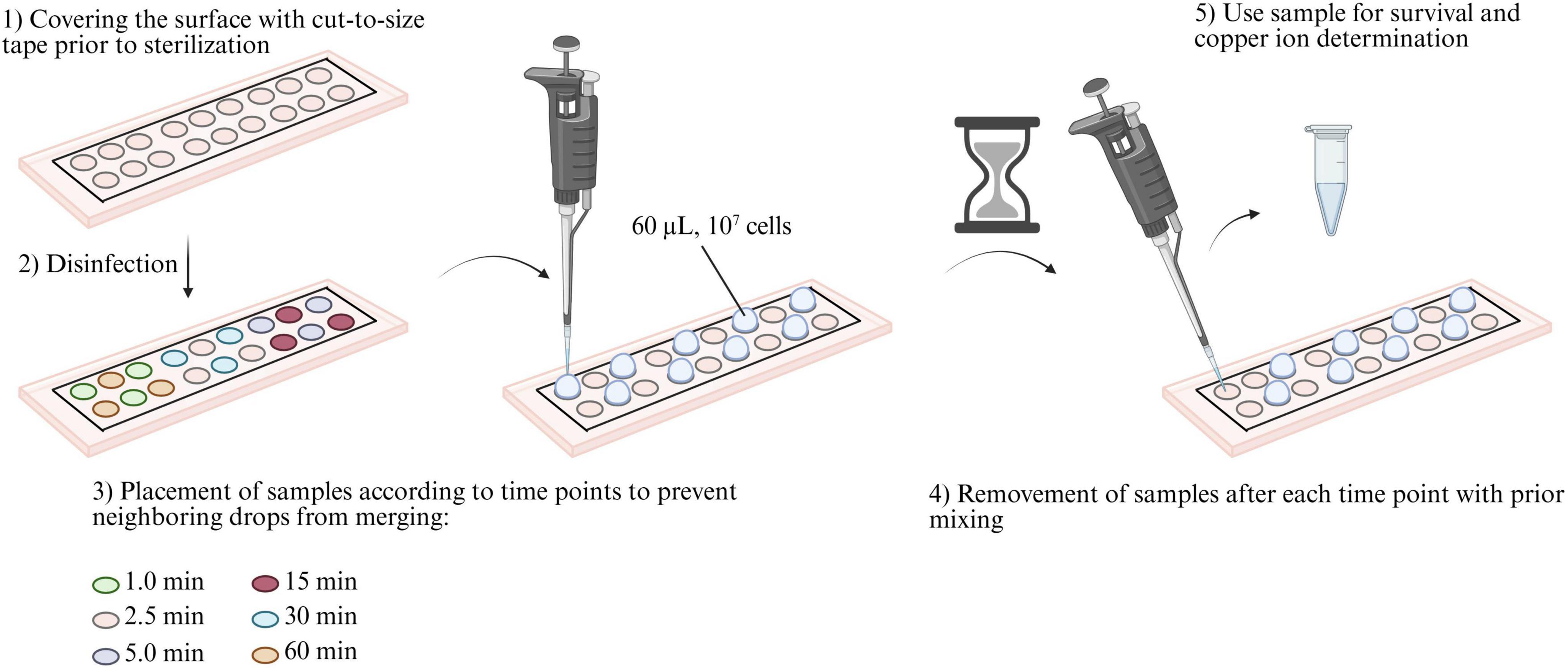Steps for preparing and processing samples on a tape-covered surface. 1) Cover the surface with tape for sterilization. 2) Disinfect the surface. 3) Place samples with color-coded time labels to prevent merging for contact times of 1.0, 2.5, 5.0, 15, 30, and 60 minutes. A pipette is used to dispense 60 microliters of ten million cells per sample point 4) Remove samples at each time point after mixing. 5) Use samples for survival and copper ion determination.