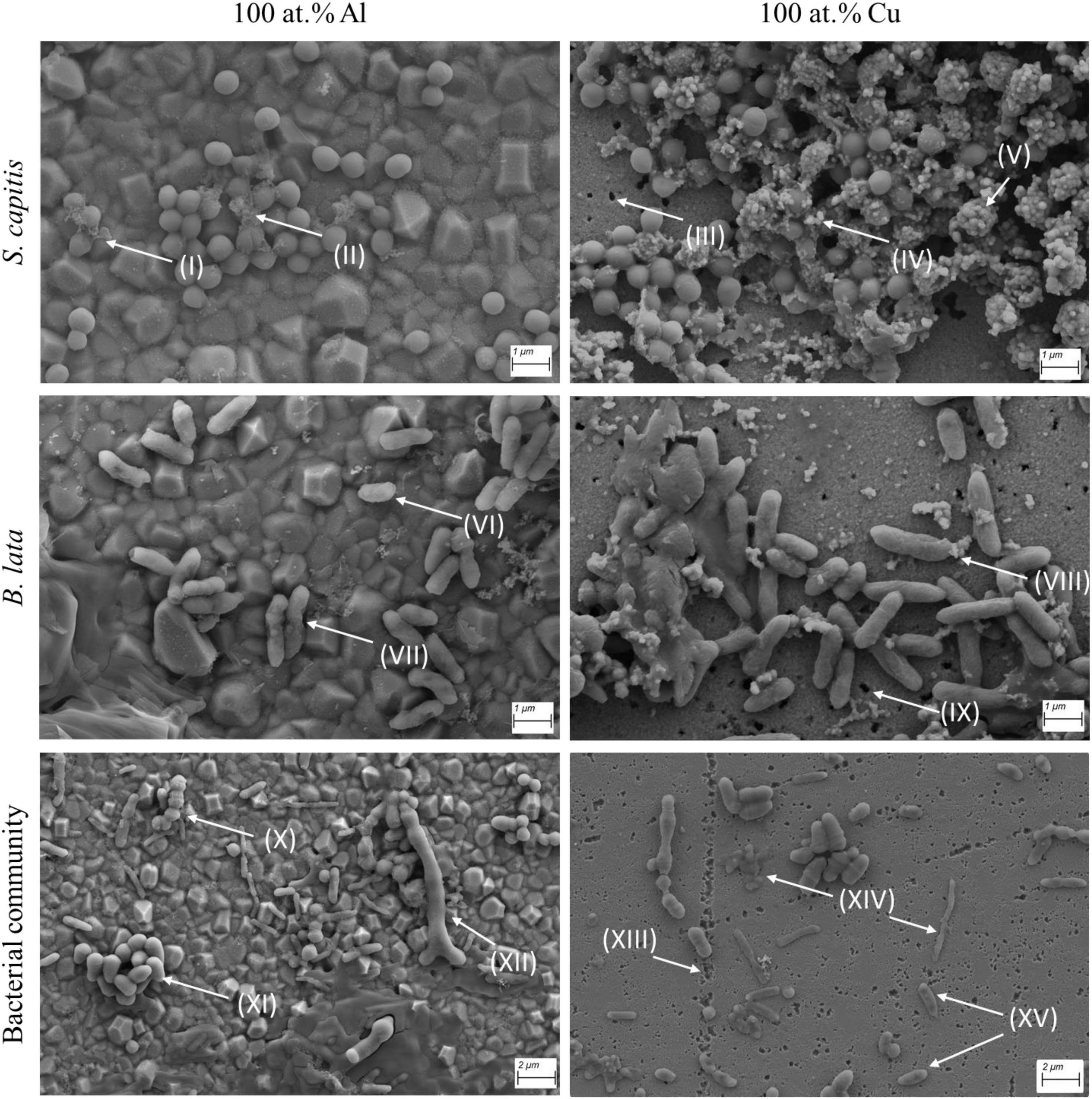 Scanning electron micrographs showing different bacterial communities on surfaces composed of 100 atomic percent aluminum (Al) and copper (Cu). Each row illustrates a different bacterial strain: S. capitis and B. lata, with a mixed bacterial community. The left column depicts interactions on Al, while the right column shows interactions on Cu. Notable features are marked with Roman numerals and arrows for detailed reference.
