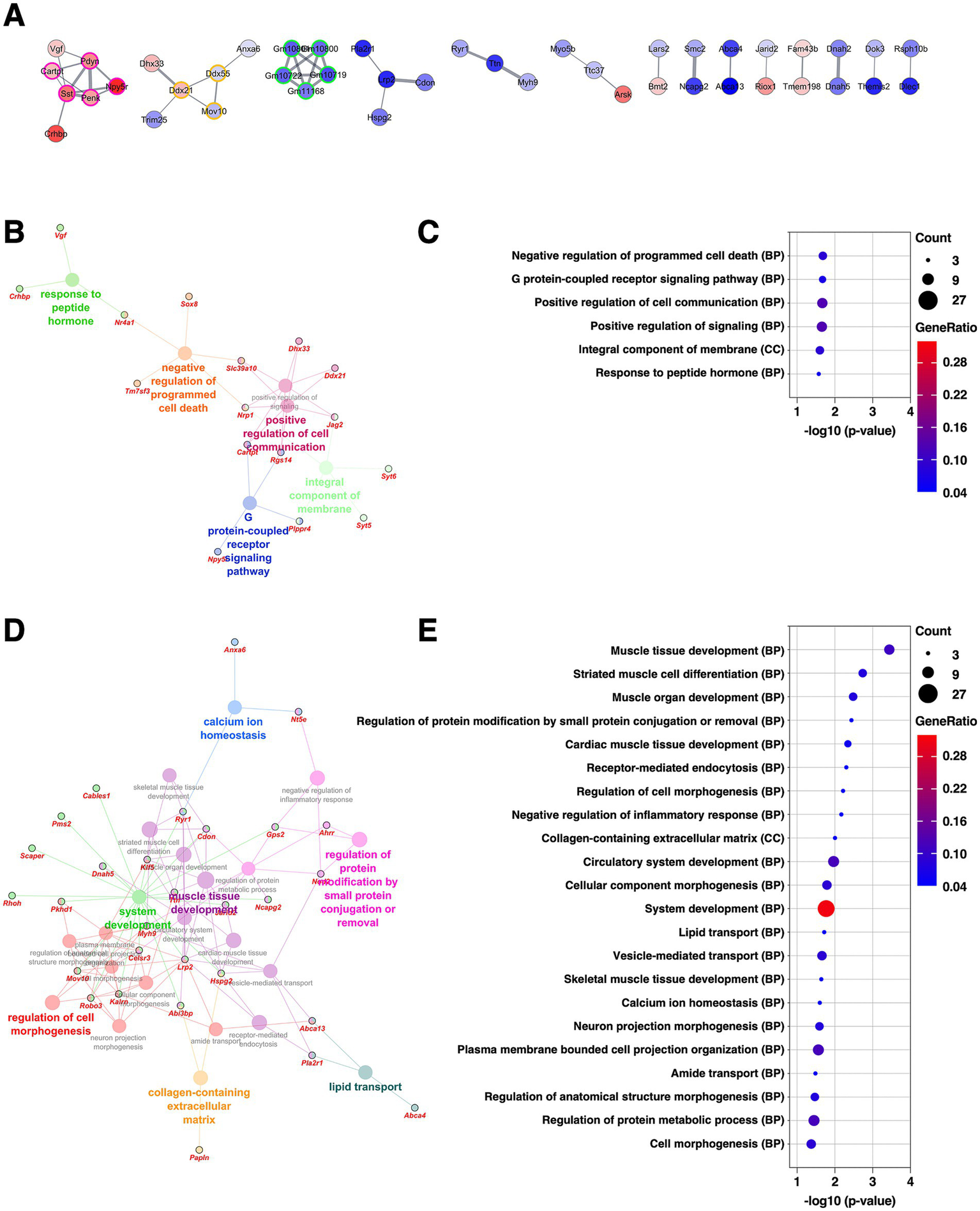 Figure A shows a protein-protein interaction network diagram of DEGs extracted from the CeM, where nodes represent DEGs with red indicating upregulation and blue indicating downregulation, and color intensity reflects fold change. Figures B and D represent network diagrams of GO analysis results for upregulated and downregulated DEGs, respectively, where large nodes represent GO terms and small nodes represent DEGs, with color coding by GO term categories. Figures C and E show dot plots of GO terms corresponding to Figures B and D, respectively, where dot size and color indicate gene count and gene ratio.