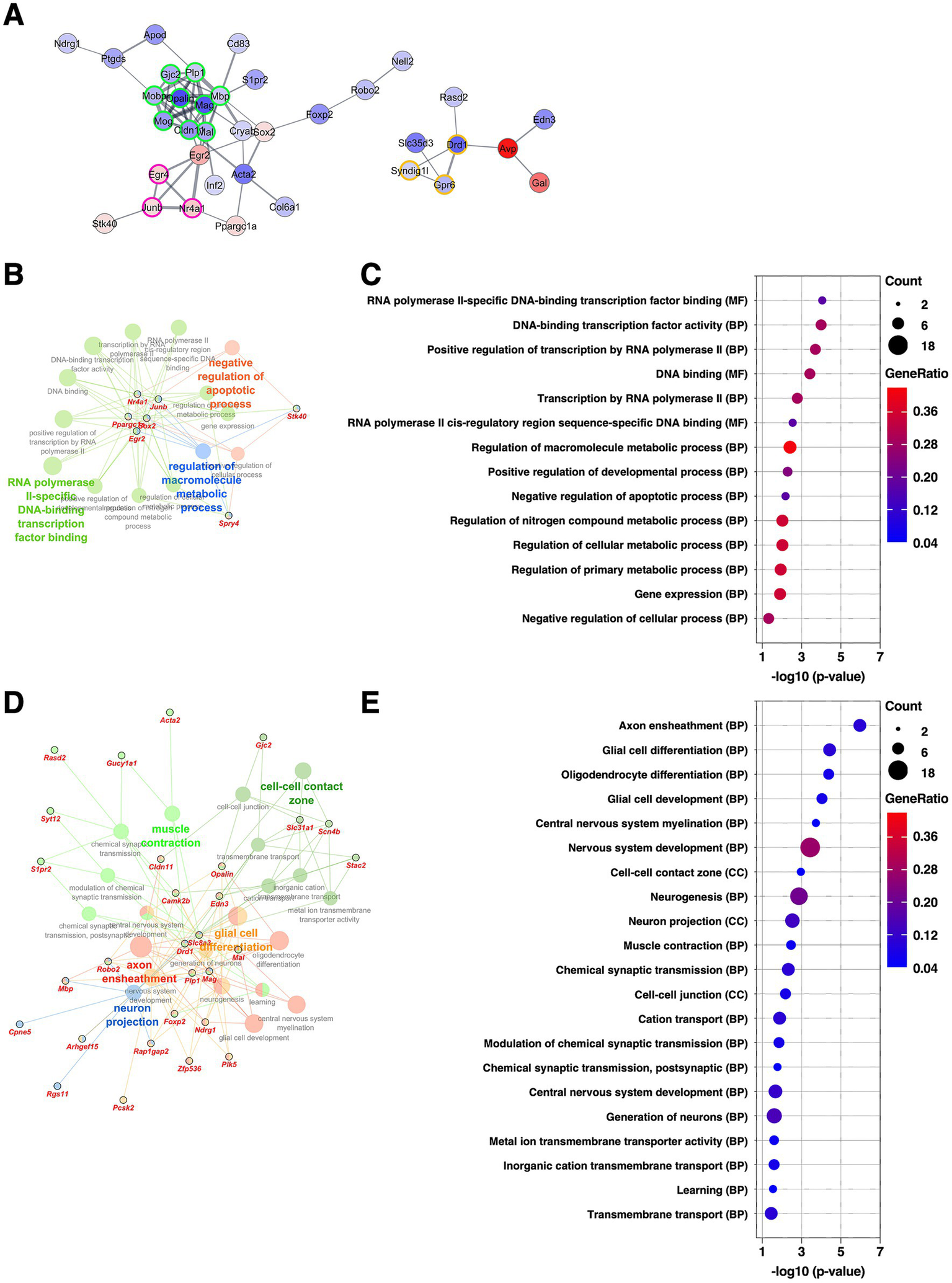 Figure A shows a protein-protein interaction network diagram of DEGs extracted from the BNSTov, where nodes represent DEGs with red indicating upregulation and blue indicating downregulation, and color intensity reflects fold change. Figures B and D represent network diagrams of GO analysis results for upregulated and downregulated DEGs, respectively, where large nodes represent GO terms and small nodes represent DEGs, with color coding by GO term categories. Figures C and E show dot plots of GO terms corresponding to Figures B and D, respectively, where dot size and color indicate gene count and gene ratio.