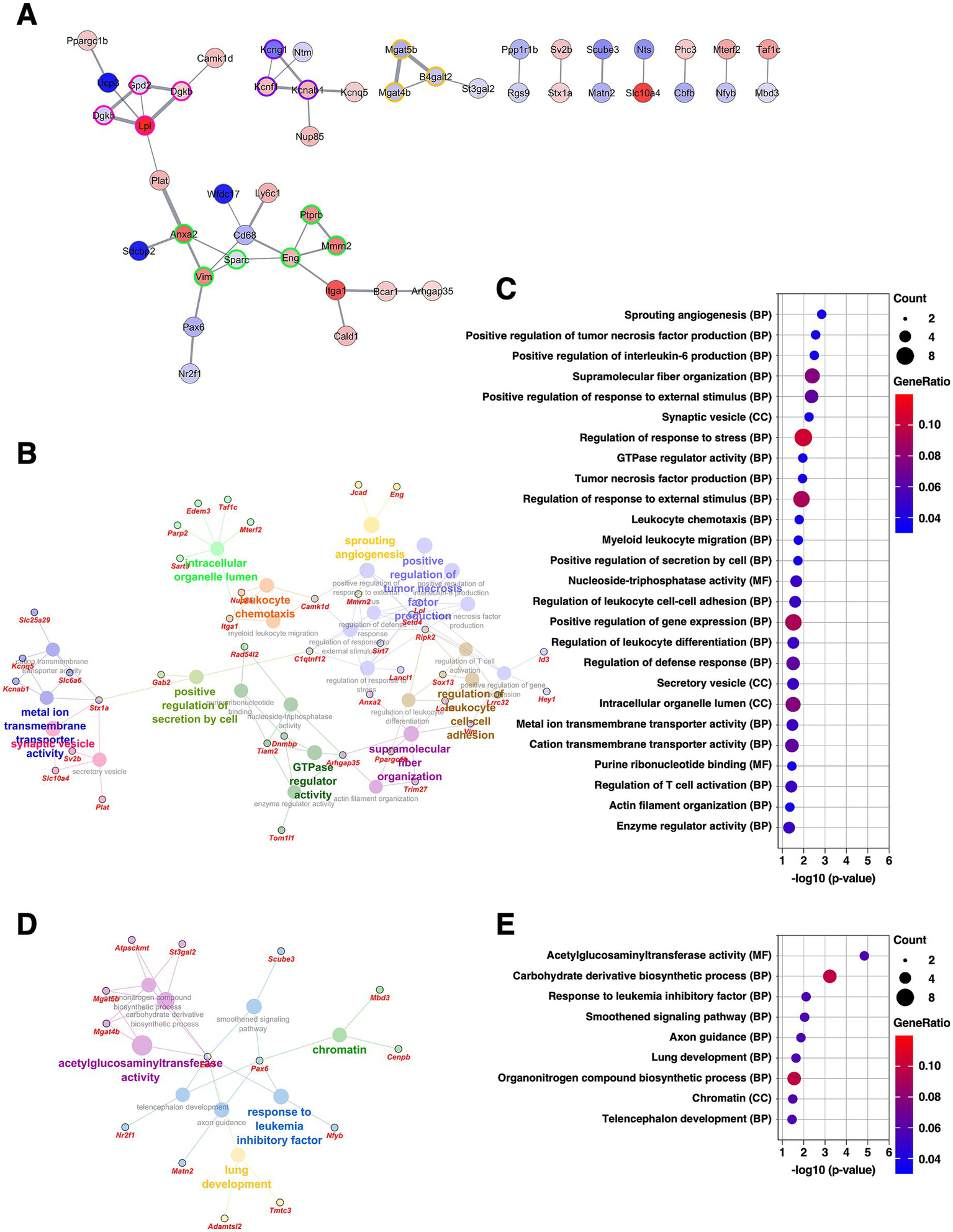 Figure A shows a protein-protein interaction network diagram of DEGs extracted from the BNSTfu, where nodes represent DEGs with red indicating upregulation and blue indicating downregulation, and color intensity reflects fold change. Figures B and D represent network diagrams of GO analysis results for upregulated and downregulated DEGs, respectively, where large nodes represent GO terms and small nodes represent DEGs, with color coding by GO term categories. Figures C and E show dot plots of GO terms corresponding to Figures B and D, respectively, where dot size and color indicate gene count and gene ratio.
