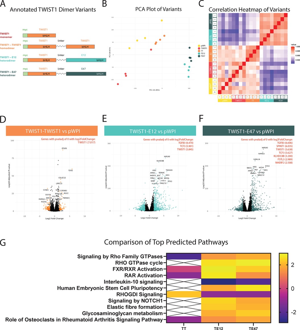 Annotated image with multiple panels analyzing TWIST1 dimer variants. Panel A illustrates TWIST1 dimer variants. Panel B shows a PCA plot differentiating these variants. Panel C provides a heatmap of variant correlations. Panels D to F are volcano plots comparing gene expression changes across variants: TWIST1-TWIST1, TWIST1-E12, and TWIST1-E47 against pWPI, highlighting significant genes. Panel G presents a heatmap comparing the top predicted pathways, indicating pathway activation differences for variants TT, TE12, and TE47.
