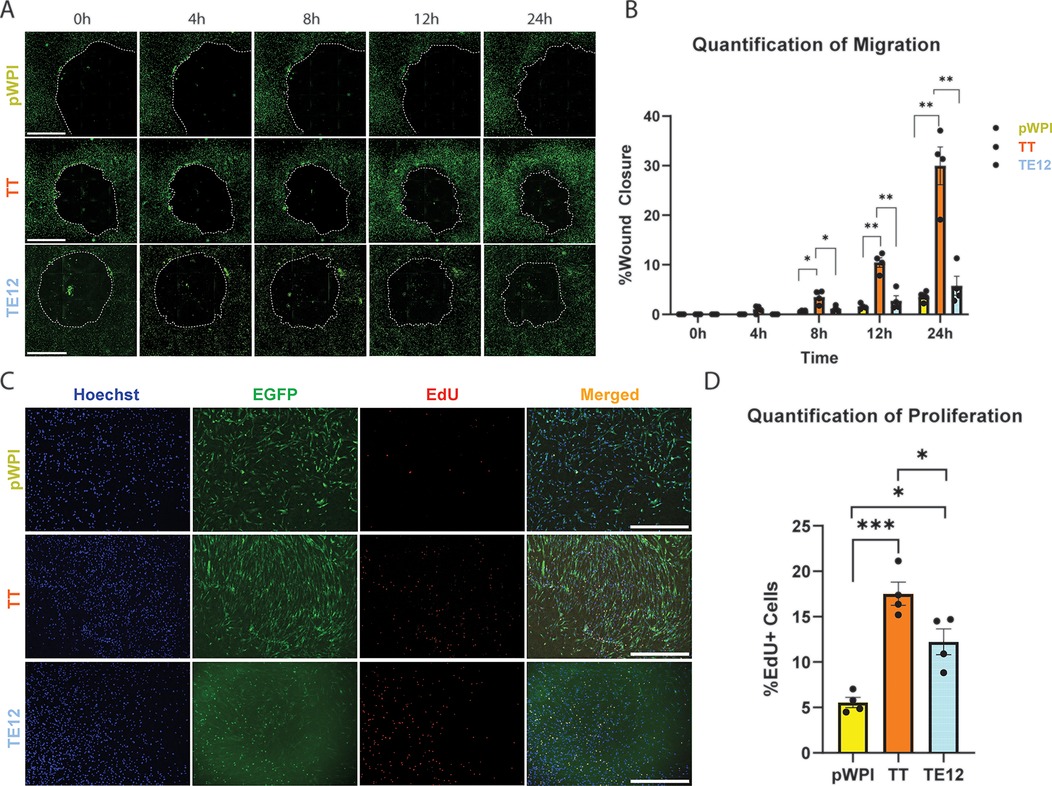 Panel A displays cell migration at time points 0 hours, 4 hours, 8 hours, 12 hours, and 24 hours for pWPI, TT, and TE12 groups. The wound area at each time point is labeled by a dotted outline. Panel B quantifies % wound closure over the same period, showing TT with significantly increased wound closure compared to pWPI. TE12 shows increased wound closure compared to pWPI, but less significant than TT. Panel C shows stained cell proliferation images with Hoechst, GFP, EdU, and merged views for pWPI, TT, and TE12. Panel D quantifies % EdU-positive cells, indicating TT with the highest proliferation. Statistical significance is marked with asterisks. Scale bars are present in specific images.