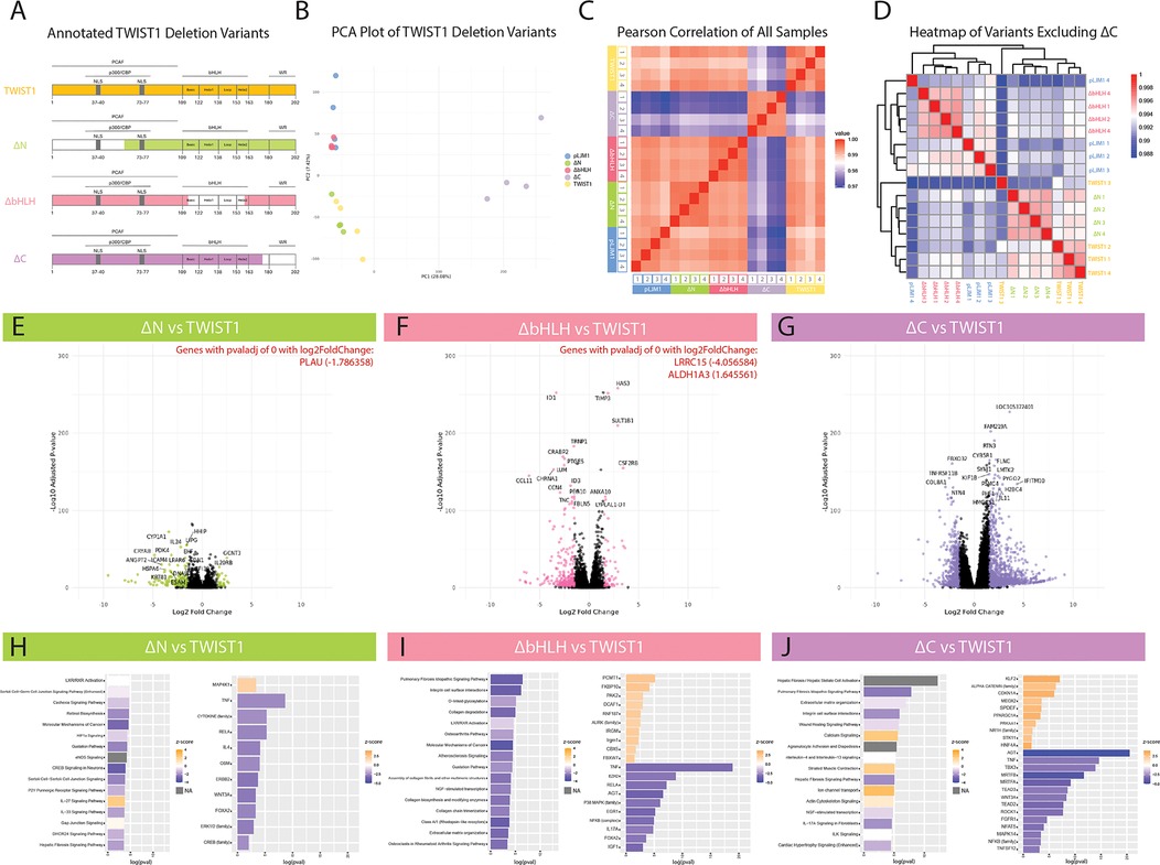 A series of charts and plots analyzing TWIST1 deletion variants. Panel A shows illustration of deletion variants with gene segments highlighted. Panel B displays a PCA plot with colored dots representing different variants. Panel C features a Pearson correlation heatmap for all samples, with colors indicating correlation strength. Panel D presents a clustered heatmap excluding the ΔC variant. Panels E, F, and G are volcano plots comparing variants against full-length TWIST1, highlighting significant genes with annotations. Panels H, I, and J include bar plots representing top predicted pathways (left) and top predicted upstream regulators (right) with colors denoting z-score.