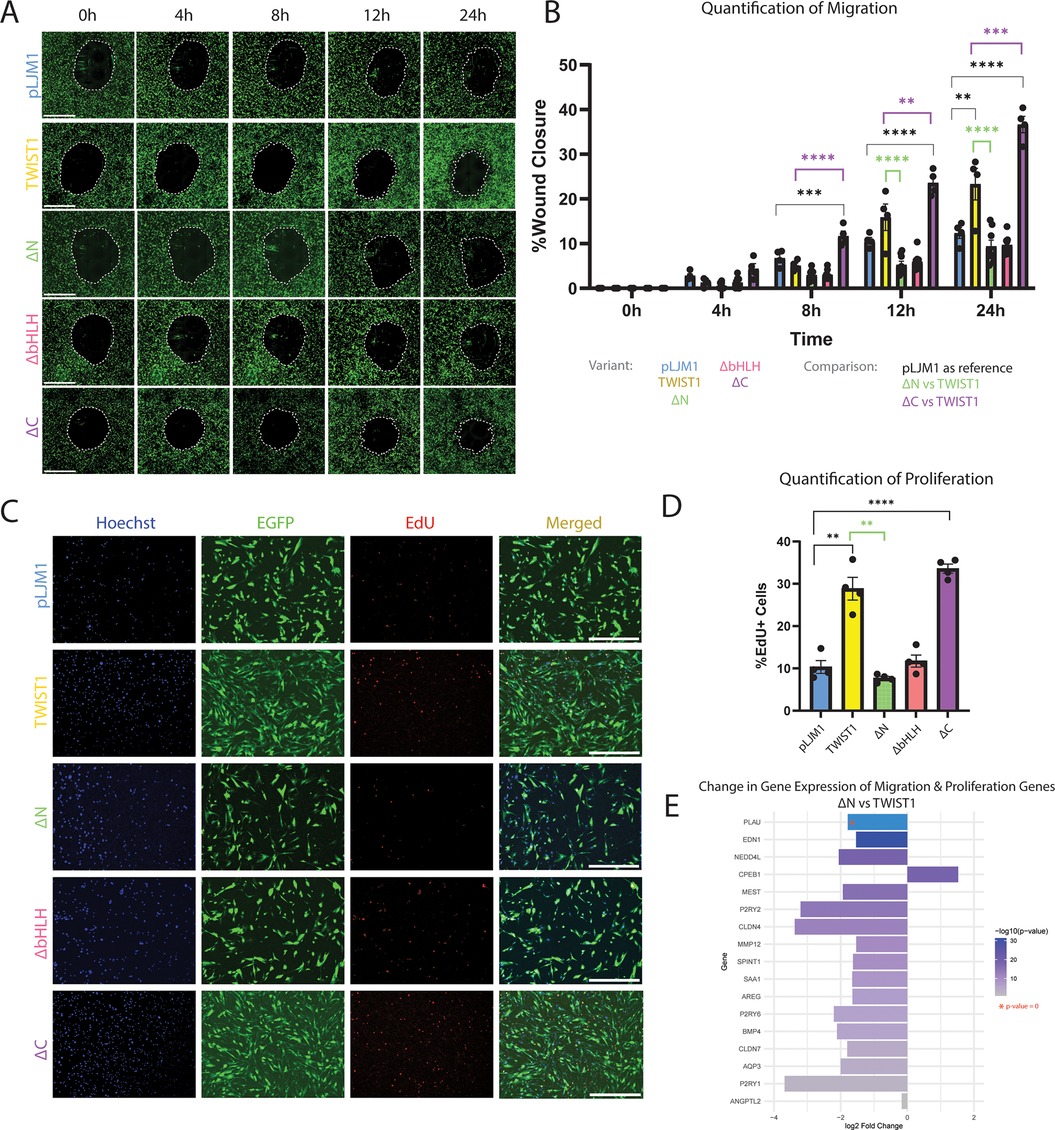 Panel A shows wound closure over time for five variants: pLJM1, TWIST1, ΔN, ΔbHLH, and ΔC. Each row represents a variant, with images at 0, 4, 8, 12, and 24 hours. Panel B shows a bar graph quantifying wound closure over time for the variants, showing p-values for significance. Panel C shows images of cells marked with Hoechst, GFP, EdU, and merged. Rows represent the same variants as in panel A. Panel D shows a bar graph quantifying proliferation using percentage of EdU positive cells. Panel E shows a bar chart representing changes in gene expression related to migration and proliferation pathways, comparing ΔN versus TWIST1.