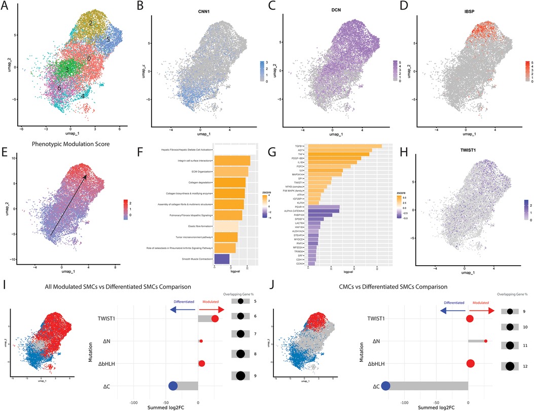 A series of plots and charts showcasing data analysis of smooth muscle cells (SMCs). Panel A shows a UMAP of all SMC clusters. Panels B to D present UMAP visualizations of various genes, with specific color scales indicating expression levels. Panel F shows a bar chart of top predicted pathways with orange and purple bars representing z-scores. Panel G is a bar chart labeled with top predicted upstream regulators. Panel H displays a UMAP for TWIST1 expression. Panel I visualizes the comparisons made between all modulated vs differentiated SMCs, while panel J represents modulation scores for each comparison using lollipop plots. Panel K visualizes the comparisons made between highly modulated CMCs vs differentiated SMCs, while panel L represents modulation scores for each comparison using lollipop plots.