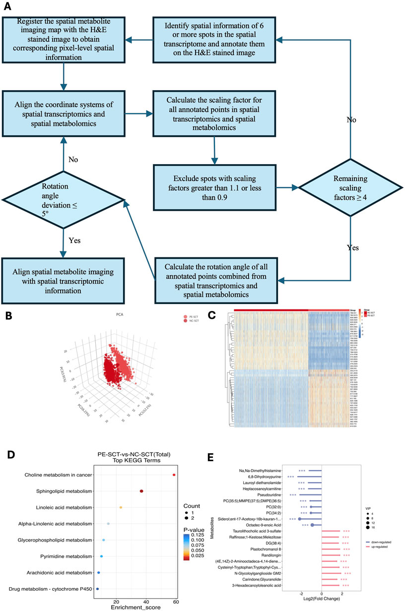 A flowchart, labeled A, outlines a process for spatial metabolite imaging alignment, including registering maps, identifying spatial information, calculating scaling factors, and managing rotation angles. Below it, B shows a 3D PCA plot comparing two groups. C features a heatmap for hierarchical clustering. D presents a dot plot of KEGG terms related to metabolism with enrichment scores and P-values. E is a bar graph depicting log2 fold changes of metabolites, distinguishing upregulated and downregulated items with significance.