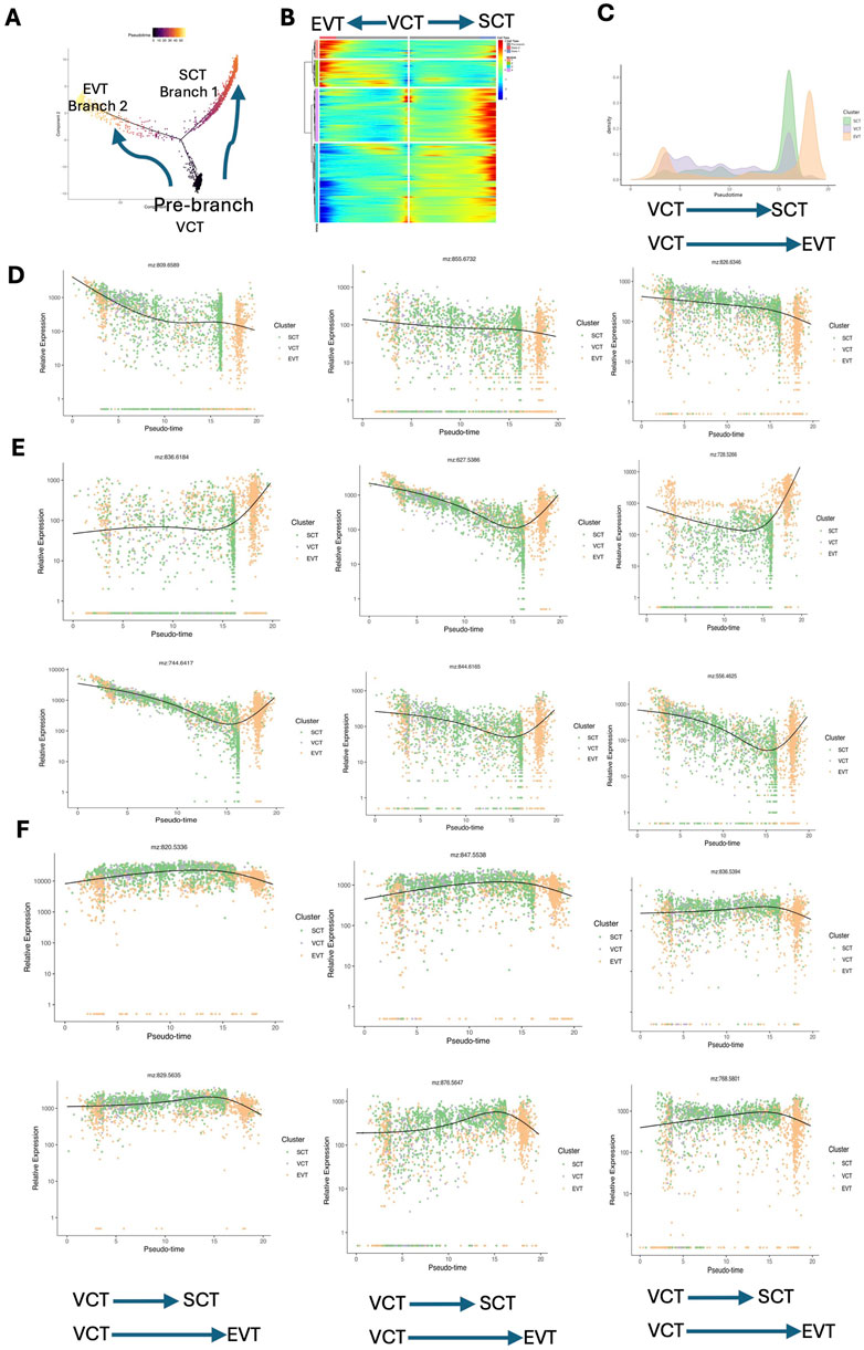 Scientific data analysis showing gene expression over pseudotime in three cell types: SCT, VCT, and EVT. Panel A illustrates a trajectory graph. Panel B displays a heatmap. Panel C features a density plot. Panels D, E, and F present scatter plots with relative expression against pseudotime, indicating expression trends across different clusters. Arrows show transitions between VCT to SCT and EVT, annotated with pseudo-time correlations.