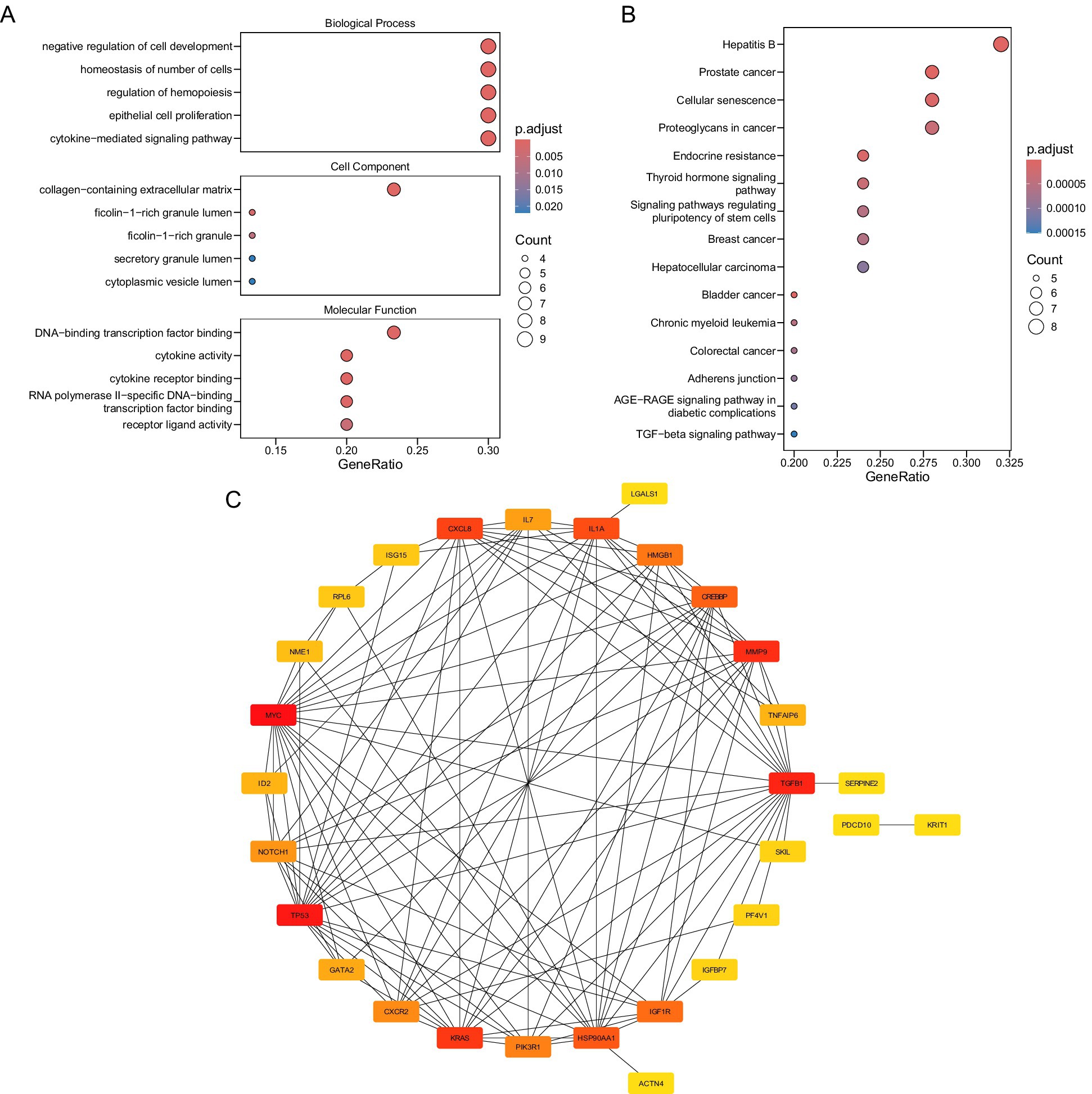 The image consists of three panels. Panel A shows a dot plot with three categories: Biological Process, Cell Component, and Molecular Function, highlighting gene ratios and p-adjust values. Panel B presents a dot plot for pathways like Hepatitis B and cancer types, with similar metrics. Panel C features a network diagram of interconnected nodes representing genes with color-coded significance levels, ranging from yellow to red.