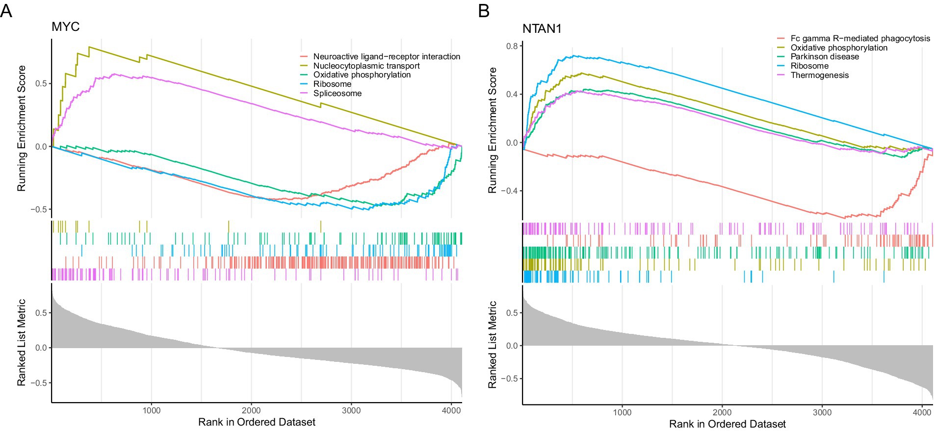 Graphs A and B show enrichment analysis results. Graph A, labeled MYC, displays five pathways with varying enrichment scores across ranked datasets. Graph B, labeled NTAN1, shows six pathways with different trends in their enrichment scores. Both graphs include a running enrichment score, ranked dataset metrics, and colored lines indicating specific pathways' significance levels.