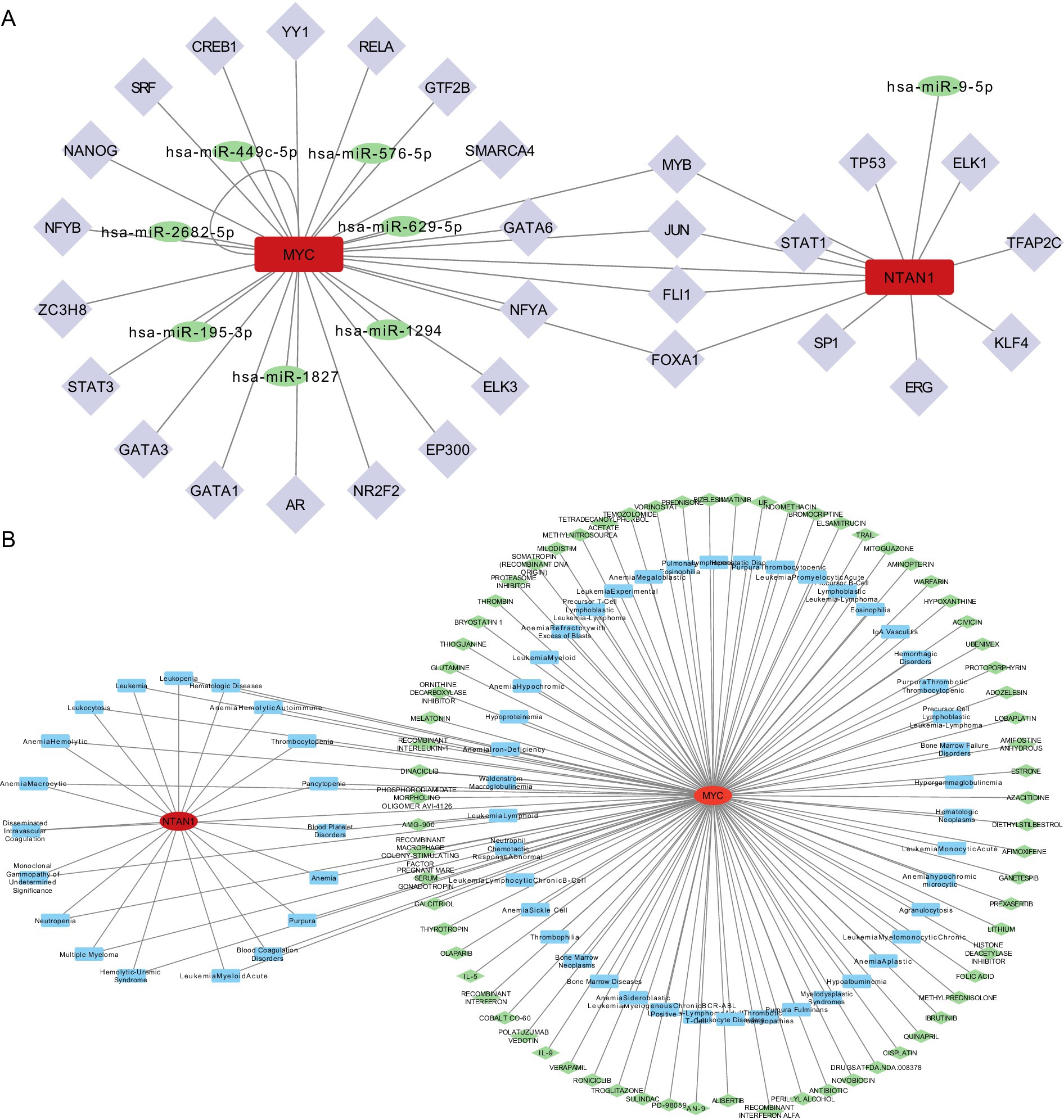 Graphic showing two network diagrams. Diagram A features two central red nodes labeled MYC and NTAN1, connected to various blue and green nodes with connecting lines. Diagram B highlights a central red node labeled MYC, with numerous connecting lines radiating to diverse blue, green, and black nodes. Both diagrams represent complex relationships and associations.