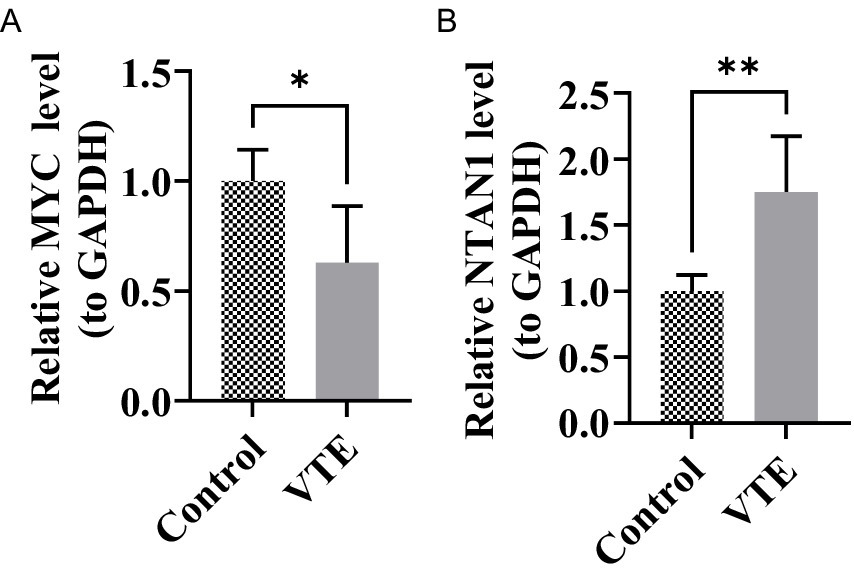 Bar graphs comparing the relative levels of MYC and NTAN1 to GAPDH in control and VTE conditions. Graph A shows MYC levels, with control higher than VTE, indicated by an asterisk for significance. Graph B shows NTAN1 levels, with VTE significantly higher than control, indicated by double asterisks.