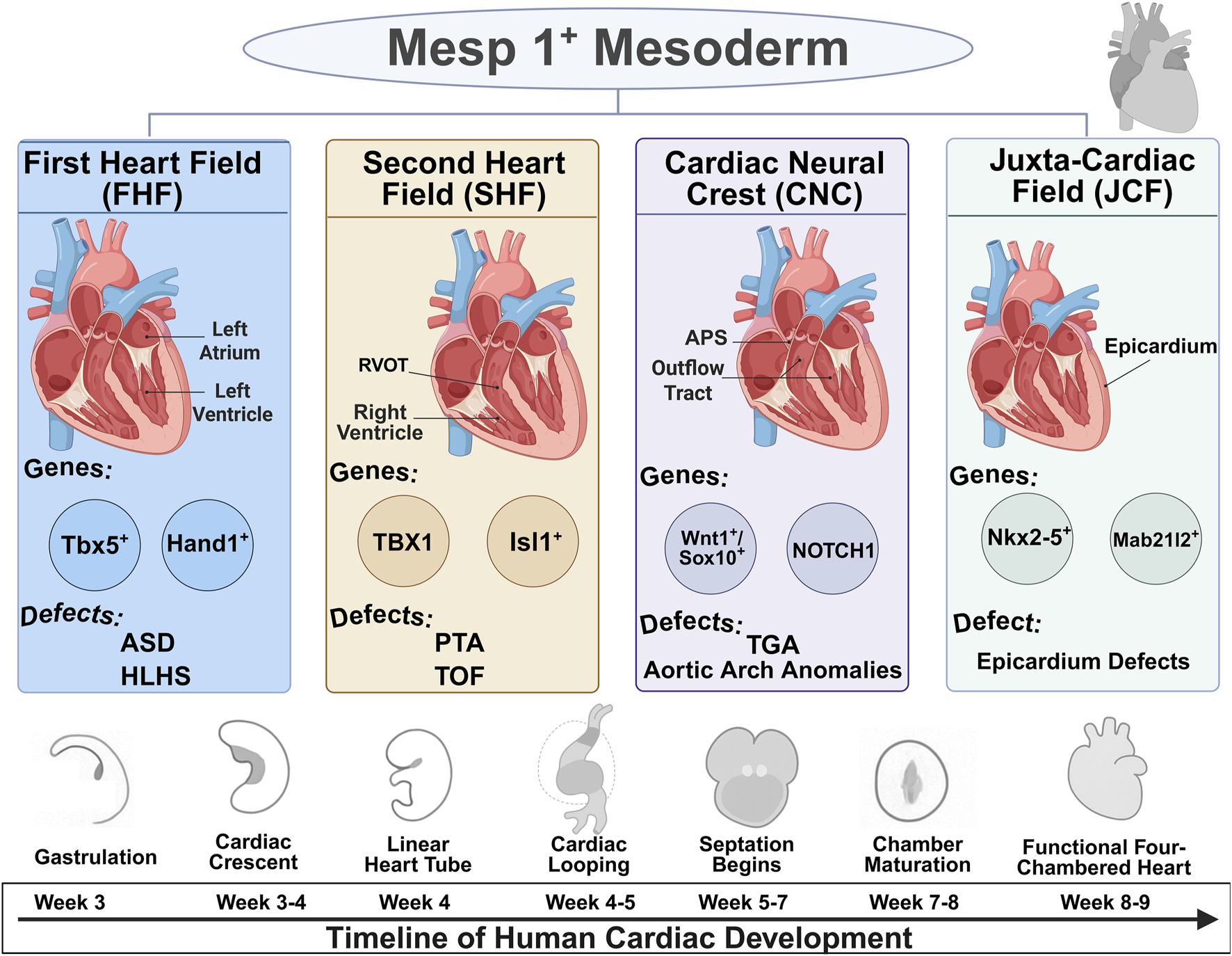 Diagram showing the involvement of the Mesp 1+ Mesoderm in human cardiac development. Four fields are highlighted: First Heart Field (FHF), Second Heart Field (SHF), Cardiac Neural Crest (CNC), and Juxta-Cardiac Field (JCF). Each field lists specific genes and related defects: FHF (Tbx5+, Hand1+; ASD, HLHS), SHF (TBX1, Isl1+; PTA, TOF), CNC (Wnt1+/Sox10+, NOTCH1; TGA, Aortic Arch Anomalies), and JCF (Nkx2-5+, Mab21l2+; Epicardium Defects). A timeline at the bottom shows stages from gastrulation to a functional four-chambered heart over weeks three to nine.