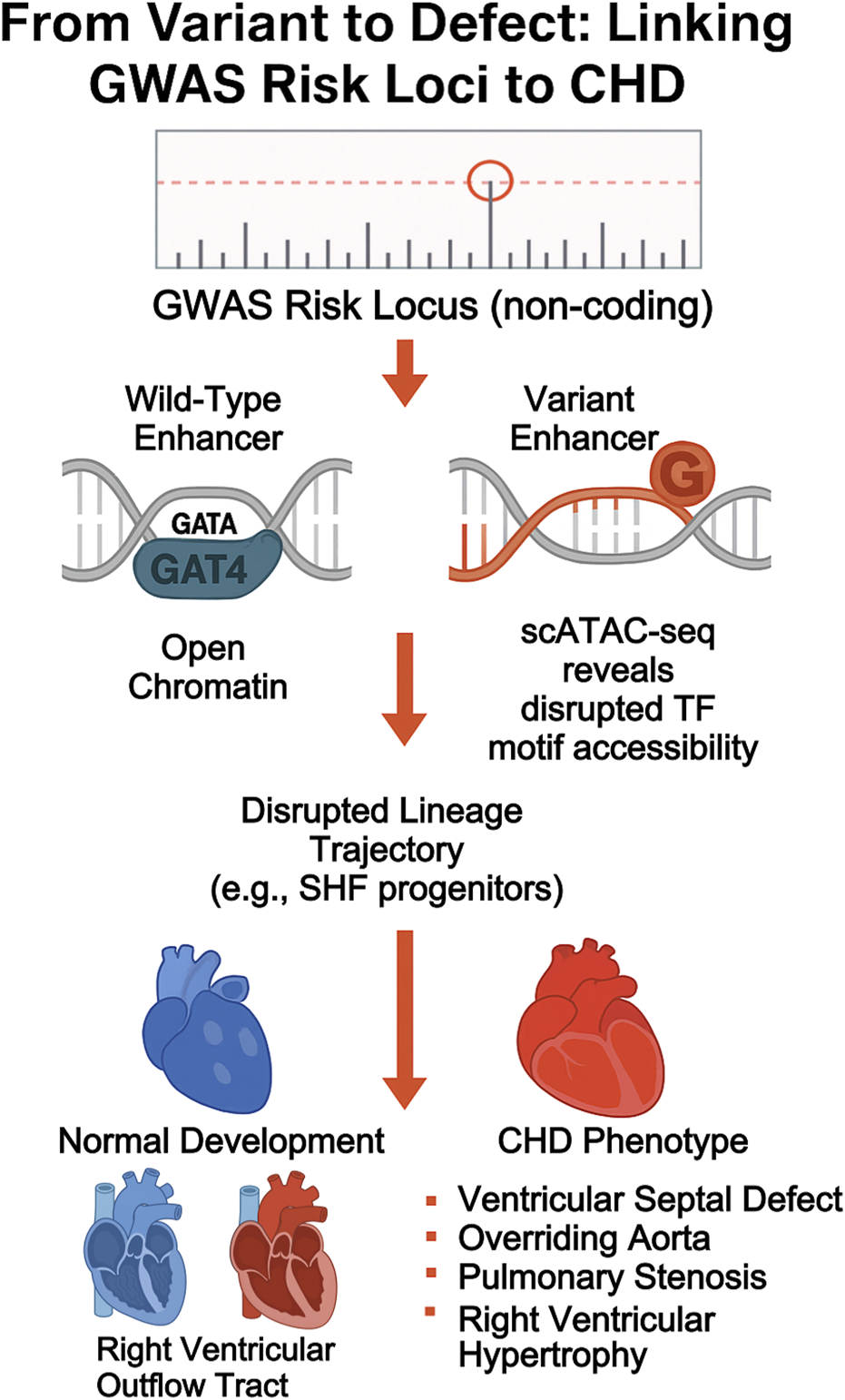 Diagram illustrating the link between GWAS risk locus and congenital heart defects (CHD). It shows a comparison of a wild-type enhancer with open chromatin, containing GATA4, and a variant enhancer. The variant disrupts transcription factor motif accessibility, leading to a disrupted lineage trajectory and resulting in a CHD phenotype. CHD manifestations include ventricular septal defect, overriding aorta, pulmonary stenosis, and right ventricular hypertrophy, compared to normal heart development.