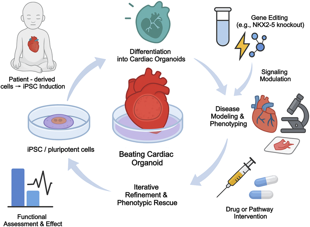 Illustration showing the process of developing beating cardiac organoids. Patient-derived cells are induced into pluripotent stem cells, differentiated into cardiac organoids, and undergo iterative refinement. Processes involve gene editing, disease modeling, and drug interventions. Labratory and molecular symbols visually represent these stages.