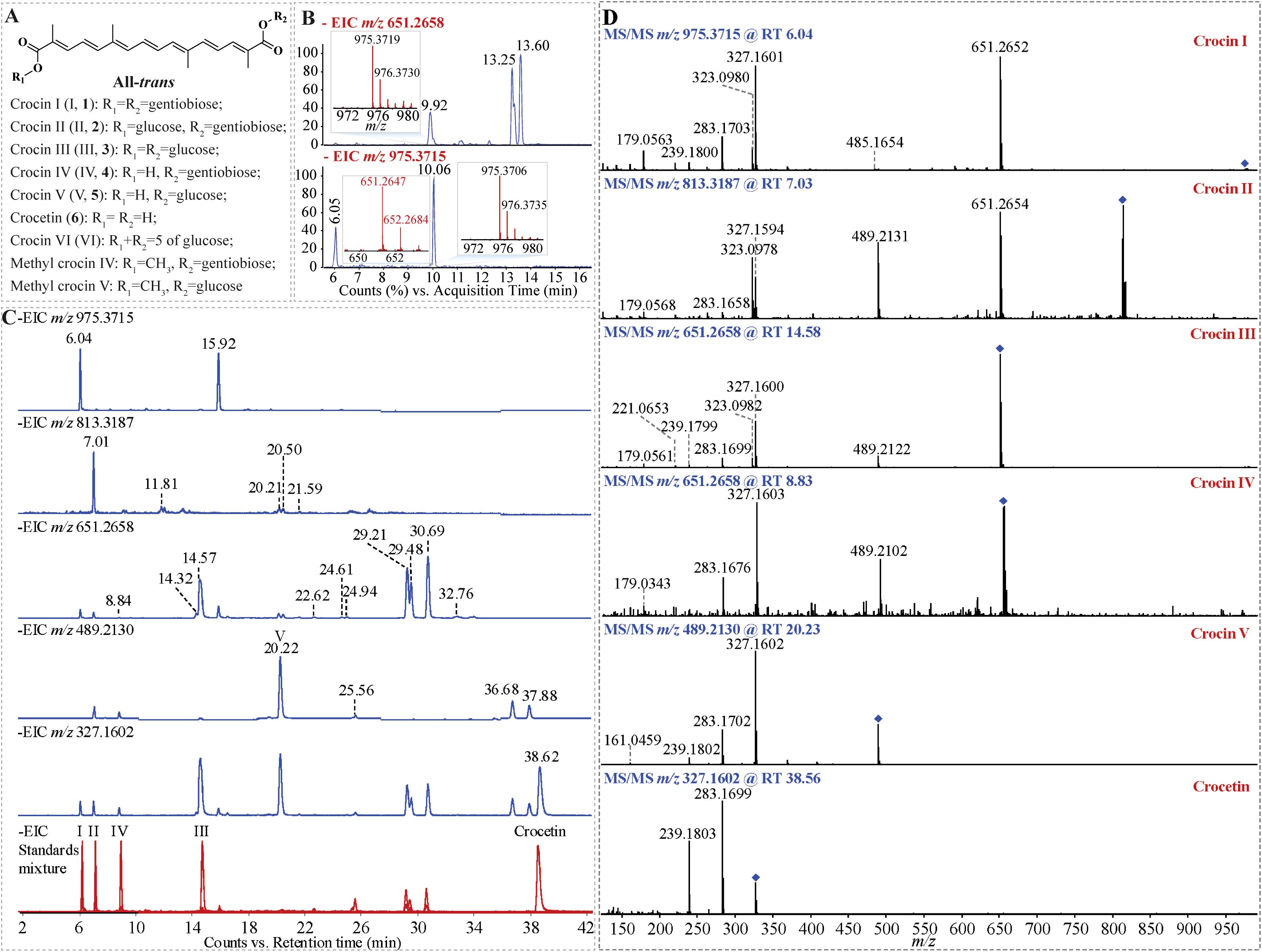 Chemical structure and LC-MS data for different crocins and their derivatives are displayed in four panels. Panel A defines the all-trans configurations of crocins and their derivatives. Panel B shows extracted ion chromatograms (EIC) at specific m/z values, highlighting Effect of the in-source dissociation ion of crocin I isomer on identifying crocin III under weak chromatographic separation. Panel C presents a detailed EIC of crocins and their derivatives by optimizing the chromatographic separation. Panel D provides MS/MS spectra of crocins and their derivatives.