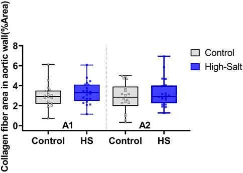 Box plot comparing collagen fiber area in the aortic wall as a percentage area across two groups: Control and High-Salt (HS). Two conditions, A1 and A2, are shown with the Control in gray and HS in blue. Both conditions exhibit higher median values in the HS groups compared to the Control groups.
