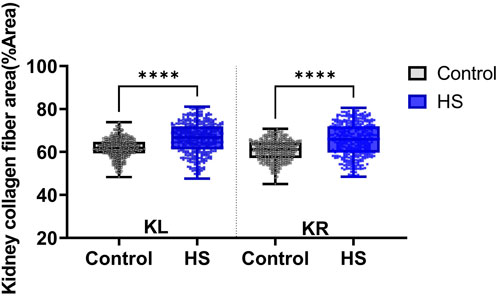 Violin plots showing kidney collagen fiber area percentage for control and HS groups in KL and KR. HS group has a significantly higher collagen fiber area than the control, indicated by four asterisks.