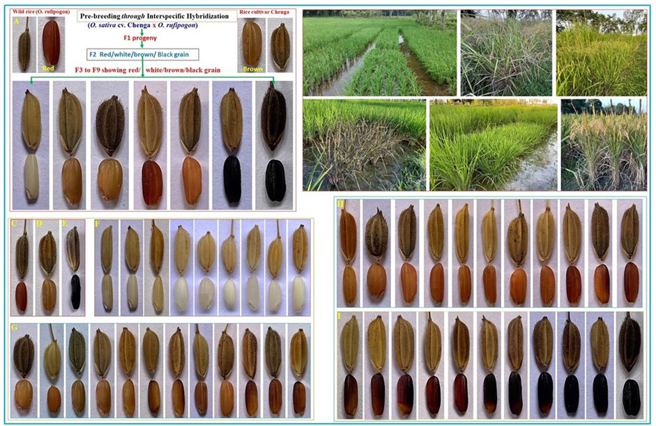 Diagram and photographs of rice varieties illustrating pre-breeding through interspecific hybridization. Includes images of wild rice, cultivated rice, and their progeny with different grain colors such as red, white, brown, and black. The top right shows rice fields at various growth stages. Labels indicate stages and outcomes, showing the diversity in grain color and shape across different hybrid generations.