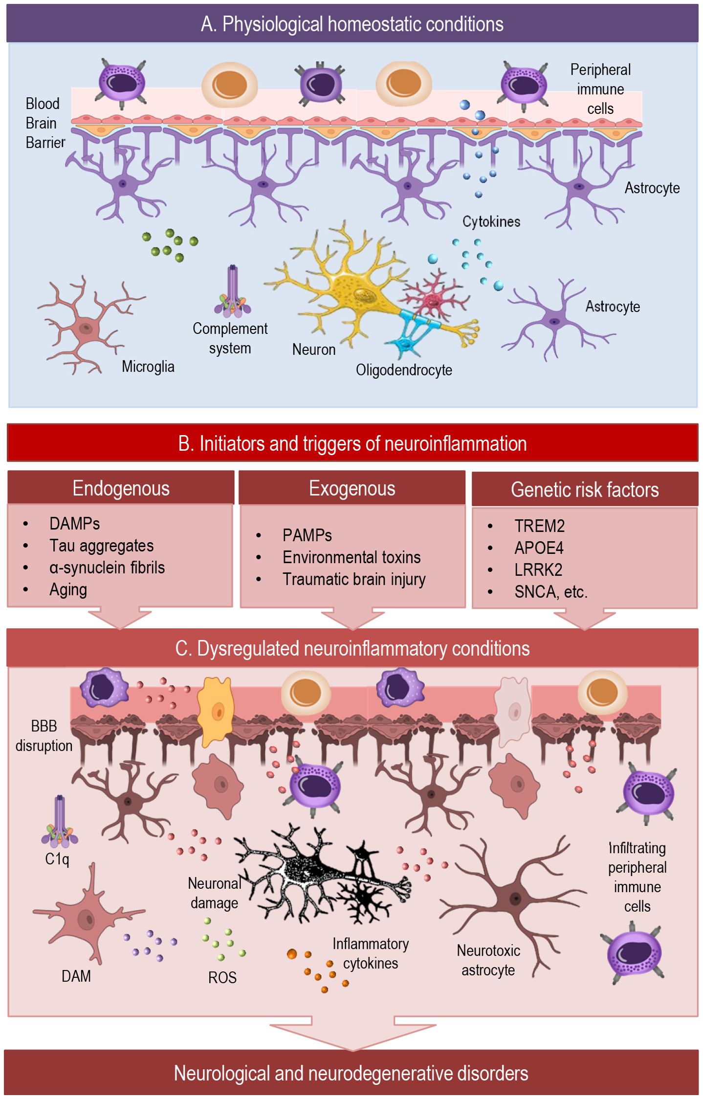 Diagram illustrating physiological and dysregulated neuroinflammatory states. Panel A depicts homeostaticneuroimmune interactions in the healthy brain, where glial cells, neurons, and the vasculature maintain balancediimmune surveillance. Panel B outlines key initiators and triggers of neuroinflammation, including endogenous, exogenous, and genetic risk factors. Panel C show the brain under dysregulated neuroinflammatory conditions, marked by blood–brain barrier breakdown, altered microglial activity, neurotoxic signaling, and progressive neuronal damage, ultimately driving neurological and neurodegenerative disorders.