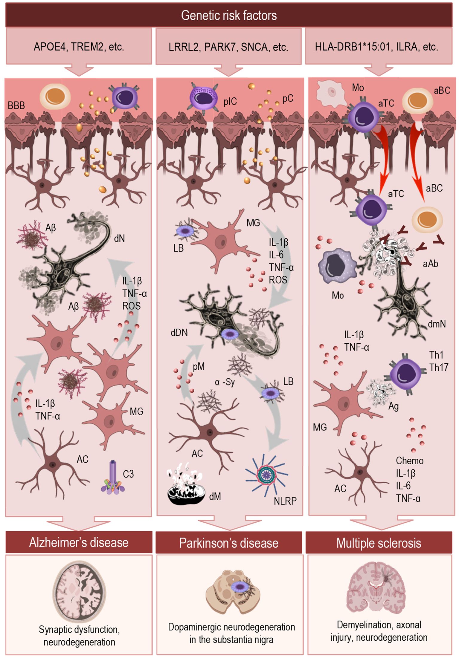 Diagram illustrating a mechanistic overview of neuroinlammatory interactions across major neurodegenerative diseases, including Alzheimer’s disease, Parkinson’s disease, and multiple sclerosis. The top panel highligtes the genetic risk factors associated with each condition. The central section outlines the shared and diesease-specific neuroinflammatory mechanisms. The bottom panel depicts characteristic pathological outcomes associated with each disease.