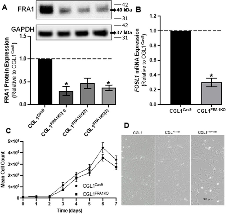 Western blot and bar graph in panel A show decreased FRA1 protein expression in CGL1_FRA1KO cells compared to CGL1_Cas9. Panel B bar graph indicates reduced FOSL1 mRNA expression in CGL1_FRA1KO cells. Panel C line graph displays mean cell count increase over seven days, with less growth in CGL1_FRA1KO. Panel D shows microscopy images of CGL1, CGL1_Cas9, and CGL1_FRA1KO cells, highlighting morphological differences.