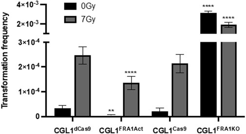 Bar graph comparing transformation frequency across different cell lines under two conditions, 0 Gray and 7 Gray. The cell lines are CGL1^dCas9, CGL1^FRA1Act, CGL1^Cas9, and CGL1^FRA1KO. CGL1^FRA1KO shows the highest frequency, notably greater at 0 Gray. Statistical significance is indicated with asterisks.