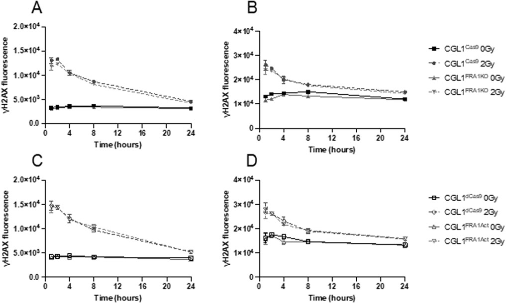 Four line graphs labeled A, B, C, and D show γH2AX fluorescence over 24 hours for different cell lines and conditions. Each graph displays data with solid and dashed lines, representing varying radiation doses (0Gy and 2Gy) and genetic conditions (CGL1 and FRA1). Graph A and C use CGL1^Cas9, while B and D use CGL1^FRA1KD and CGL1^FRA1^Act, respectively. Fluorescence levels generally decrease over time, with variations based on treatment and genetic differences. The x-axis shows time in hours, and the y-axis shows fluorescence levels. Error bars indicate variability in the data.