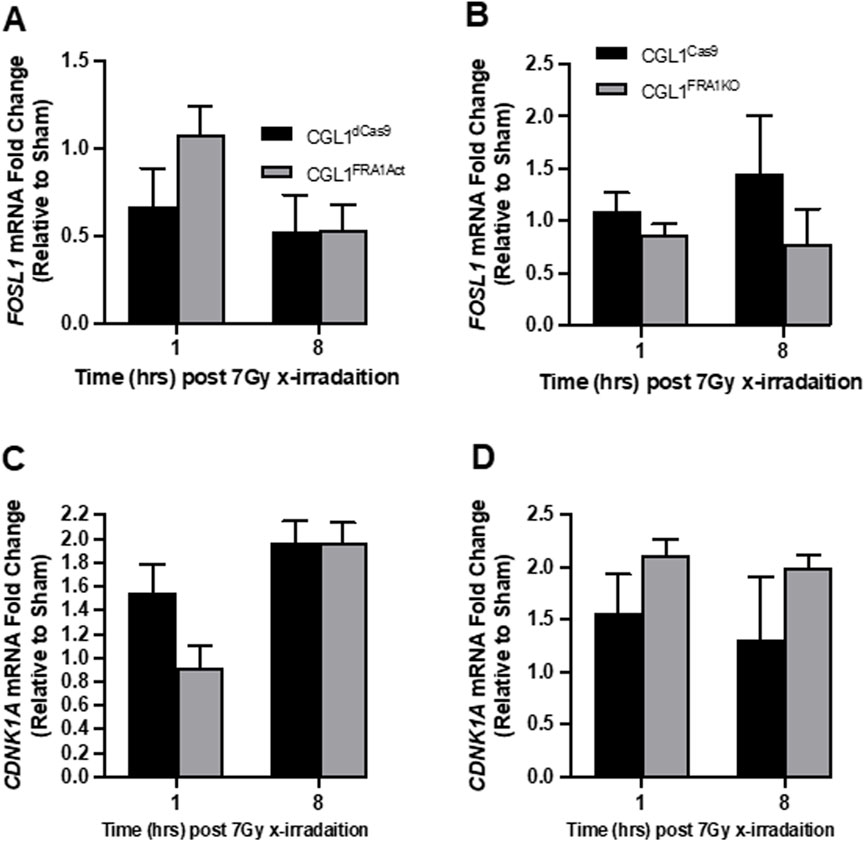 Bar graphs showing mRNA fold changes relative to sham controls after 7 Gy x-irradiation. Graph A and B display FOSL1 mRNA fold change with CGL1\(^d\)Cas9 and CGL1\(^{FRA1}\) groups. Graph C and D show CDKN1A mRNA fold change with CGL1\(^d\)Cas9 and CGL1\(^{FRA1}\) groups. Time points are one hour and eight hours post-irradiation for both target genes.