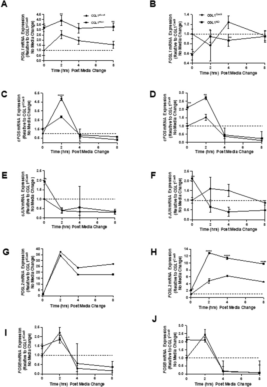 Graphs A to J illustrate mRNA expression levels relative to media change over time. Each graph displays a different gene (e.g., FOSL1, cFOS, cJUN, FOSB) and includes two conditions (e.g., CCL17 and CCL19). The y-axis represents gene expression levels, and the x-axis represents time in hours post-media change. Data points with standard error bars indicate expression trends and variations over eight hours.