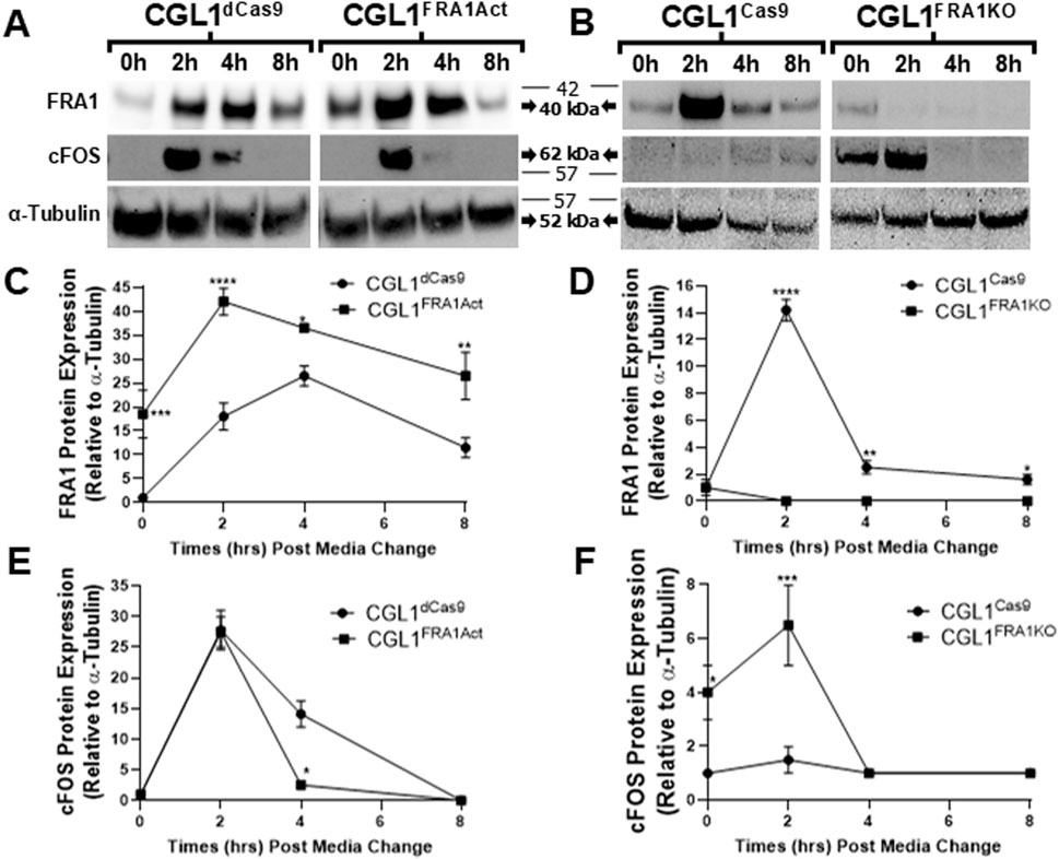 Western blot analysis and graphs showing FRA1 and cFOS protein expression. Panels A and B display protein bands for CGL1 models at 0, 2, 4, and 8 hours post-media change. FRA1 and cFOS expression is normalized to alpha-tubulin, with molecular weights indicated. Graphs C and D depict FRA1 expression over time, while E and F show cFOS expression, comparing CGL1^dCas9, CGL1^FRA1Act, CGL1^Cas9, and CGL1^FRA1KO cell lines. Data points reflect differences in expression levels, with statistical significance denoted by asterisks.