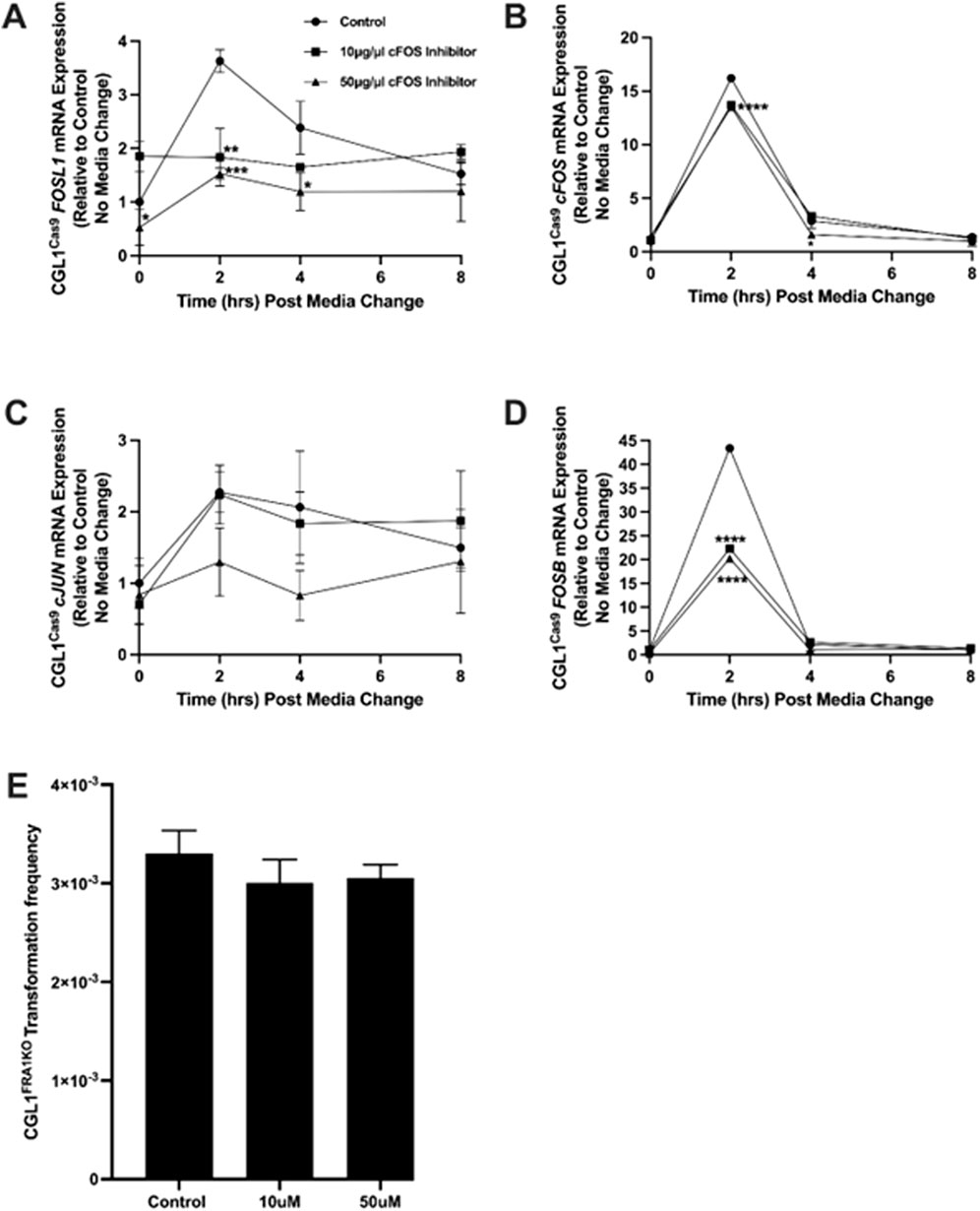 Graphs A to D show the expression of various mRNA levels over time after media change: A) CG1_cFOSL1, B) CG1_cFOS, C) CG1_cJUN, and D) CG1_cFOSB. Different curves represent control and two cFOS inhibitor concentrations. Panel E presents a bar graph of CG1 transformation frequency under control and inhibitor treatments. Significant changes are indicated with asterisks. Error bars denote standard deviation.