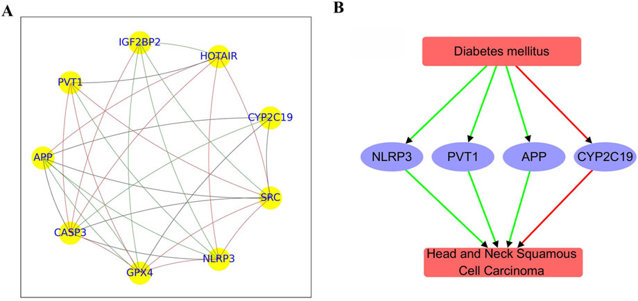 Diagram A shows a network with nodes labeled IGF2BP2, HOTAIR, PVT1, CYP2C19, SRC, APP, CASP3, GPX4, and NLRP3 connected by colored lines. Diagram B illustrates pathways linking