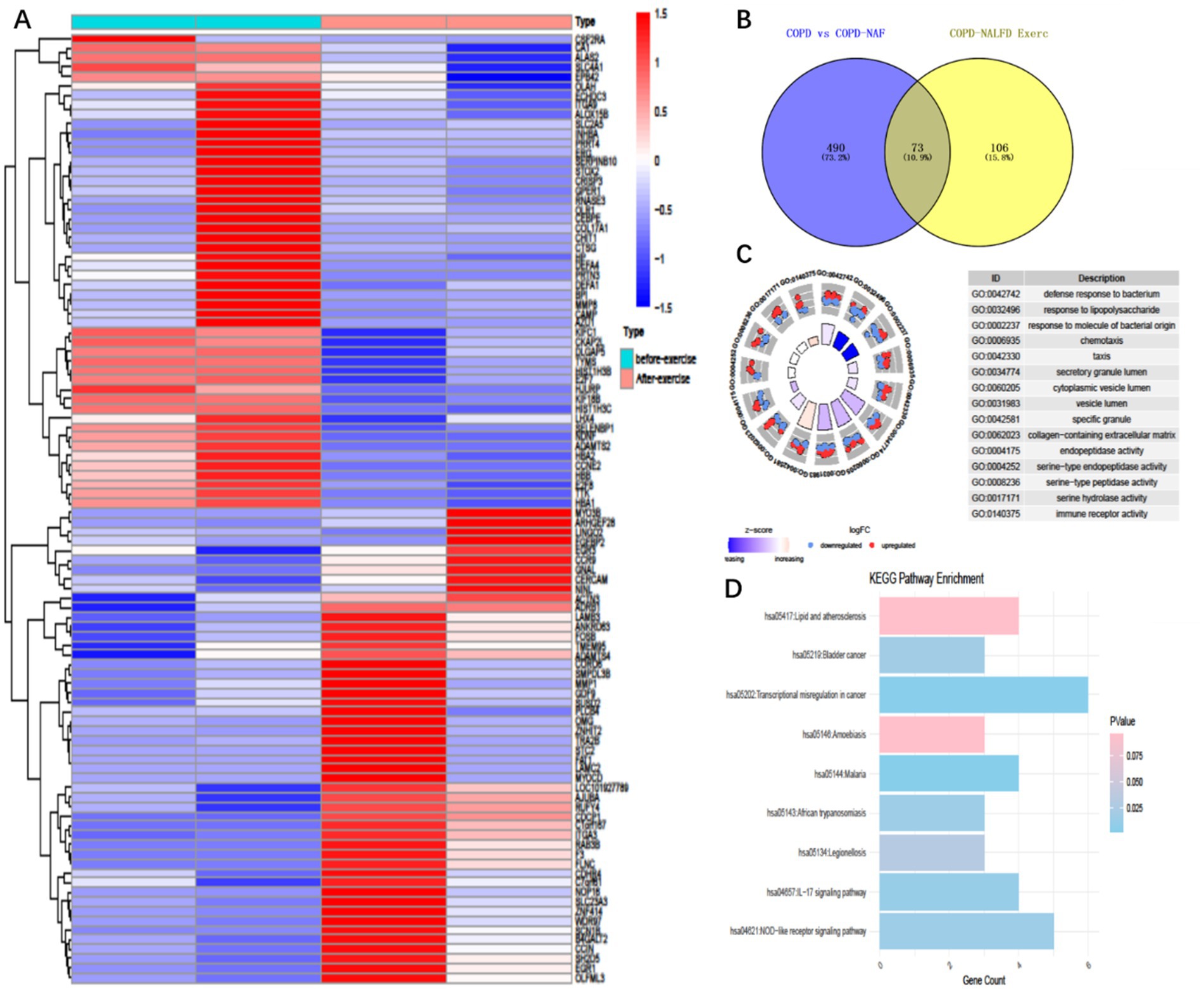 Heatmap (A) shows gene expression differences before and after exercise, with red indicating upregulation and blue downregulation. Venn diagram (B) displays overlapping genes between COPD versus COPD-NAF and COPD-NAFLD with exercise. Circular plot (C) details gene ontology terms with a table listing descriptions. Bar graph (D) illustrates KEGG pathway enrichment with gene counts, showing data on atherosclerosis, cancer, and signaling pathways with varying p-values.