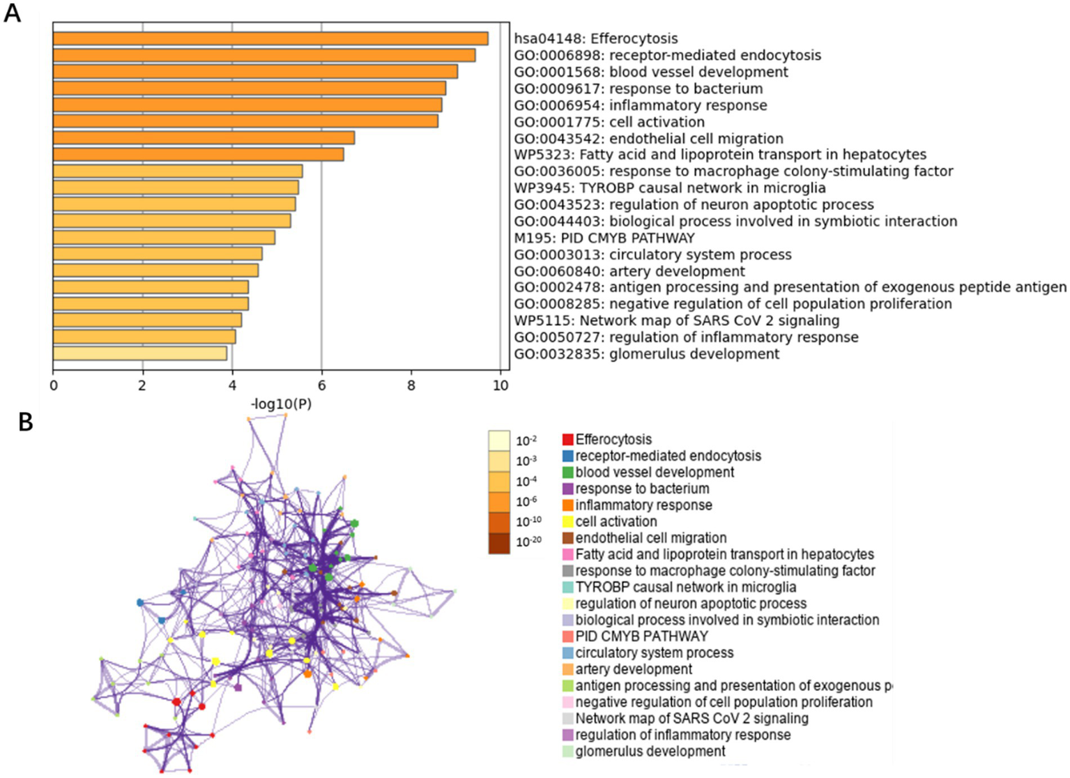 Bar chart and network graph illustrating gene ontology processes. The bar chart (A) lists processes like efferocytosis, inflammatory response, and cell activation, with significance measured by -log10(P). The network graph (B) shows connections between processes, color-coded by significance ranging from 10^-2 to 10^-20. Processes are represented by labeled nodes, illustrating complex relationships in biological systems.