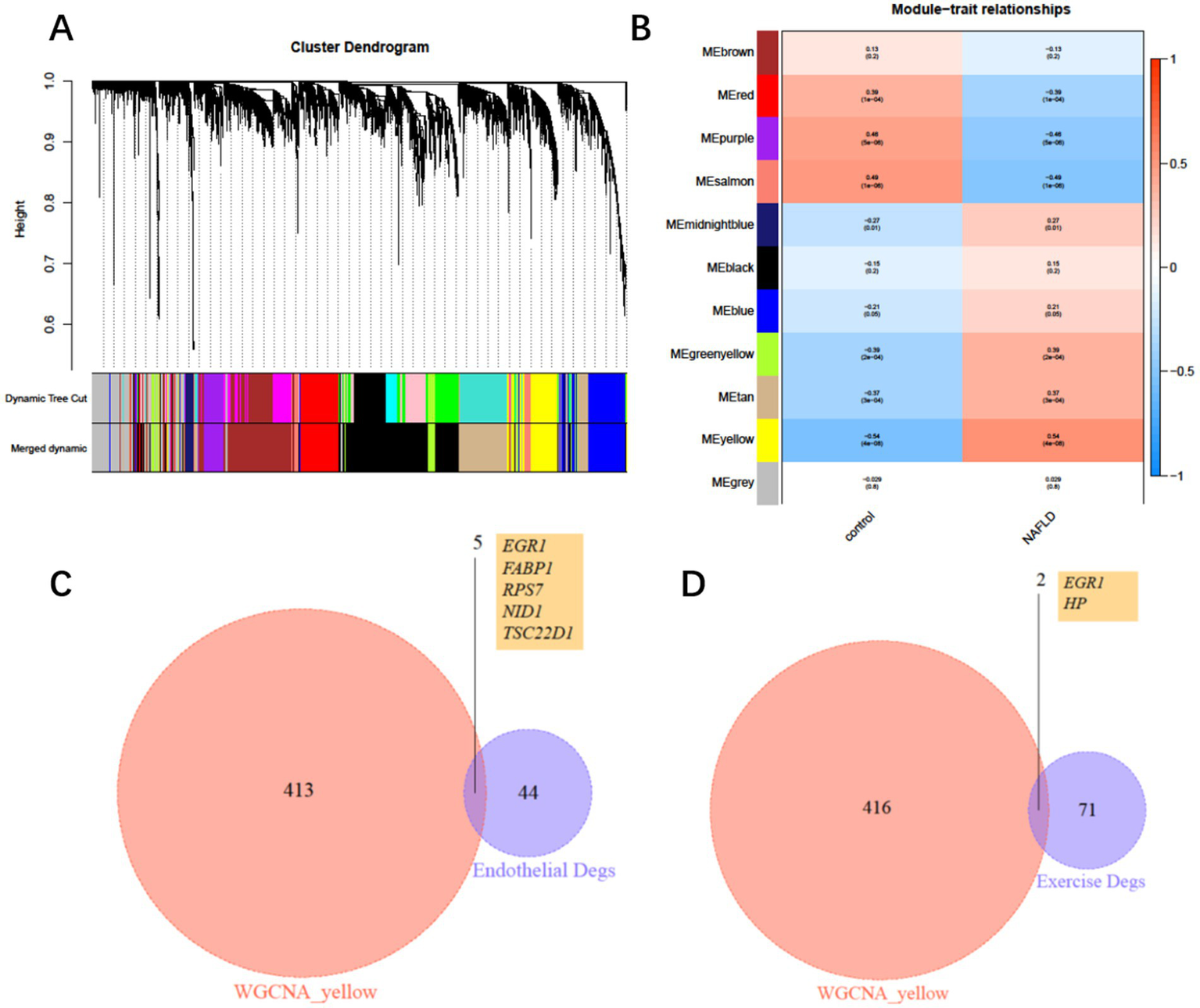 Cluster dendrogram and module-trait relationships in WGCNA analysis. Panel A shows a dendrogram with dynamic tree cut and merged dynamic results in various colors. Panel B is a heatmap depicting module-trait correlations with colors indicating correlation strength, comparing control and NAFLD groups. Panel C is a Venn diagram showing overlap between WGCNA yellow module and endothelial DEGs with five genes listed. Panel D is a Venn diagram indicating overlap between WGCNA yellow module and exercise DEGs with two genes listed.