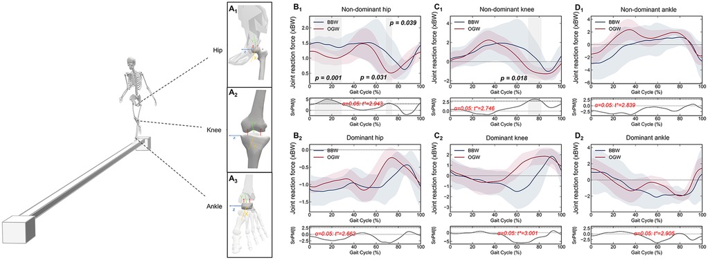 Skeletal model illustrating hip, knee, and ankle with directional axes. Graphs show joint reaction forces at non-dominant and dominant hip, knee, and ankle across gait cycles. Comparisons between BBW and OGW indicated with significant p-values.