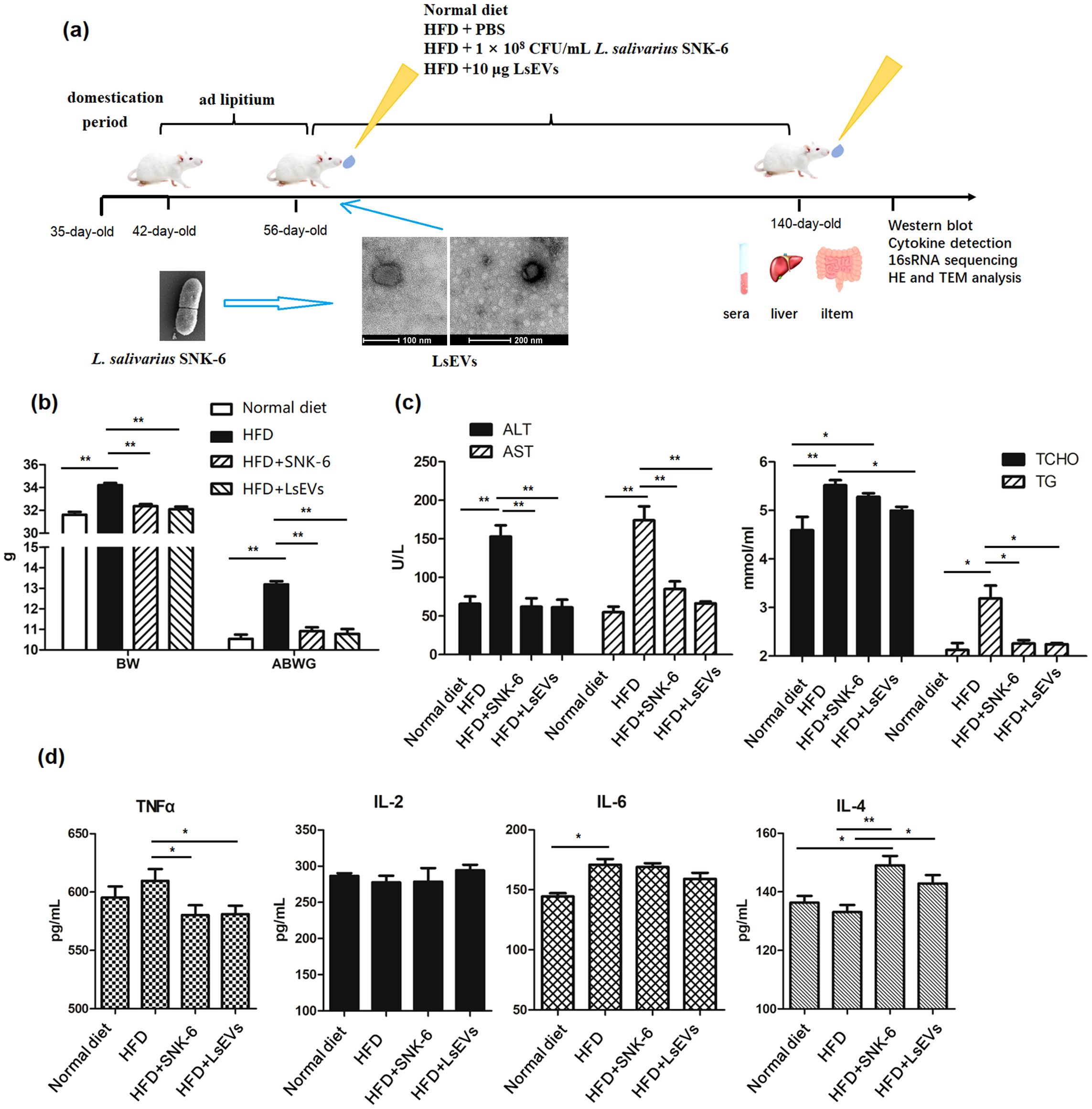 Diagram illustrating an experimental study on mice. Panel (a) shows the timeline of different diet treatments, including normal diet, high-fat diet (HFD), HFD with SNK-6, and HFD with LSEVs, followed by analyses such as Western blot and cytokine detection. Panels (b) to (d) display bar graphs of results: (b) shows body weight changes, (c) depicts liver enzyme levels and cholesterol, and (d) presents cytokine levels, with significant differences between groups marked by asterisks.